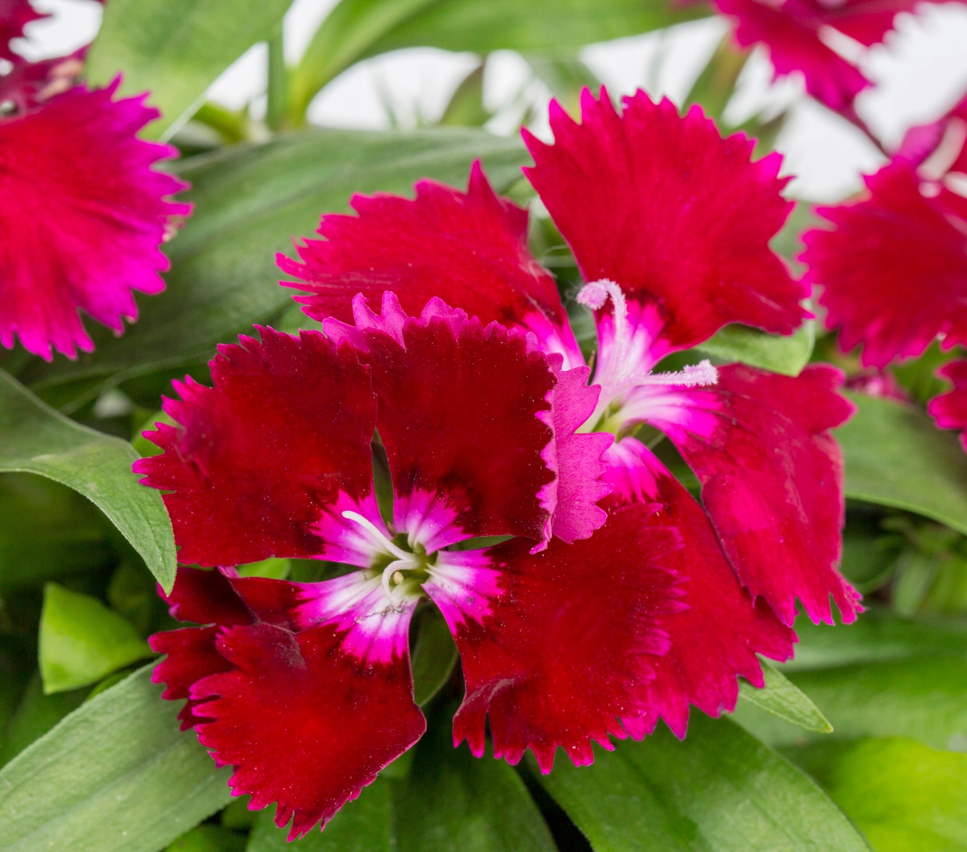 slide 4 of 6, Lowe's Multicolor Dianthus in 1 Pint Pot 1 -Pack, 1 ct