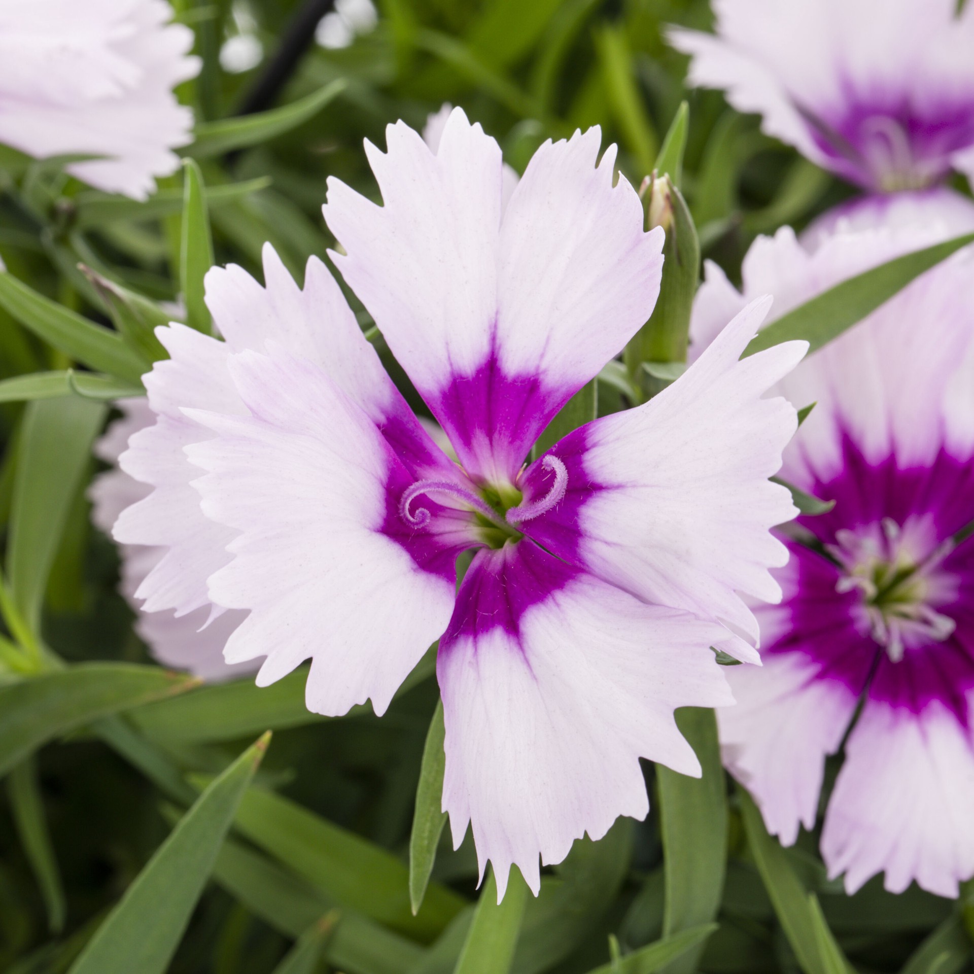 slide 5 of 6, Lowe's Multicolor Dianthus in 1 Pint Pot 1 -Pack, 1 ct
