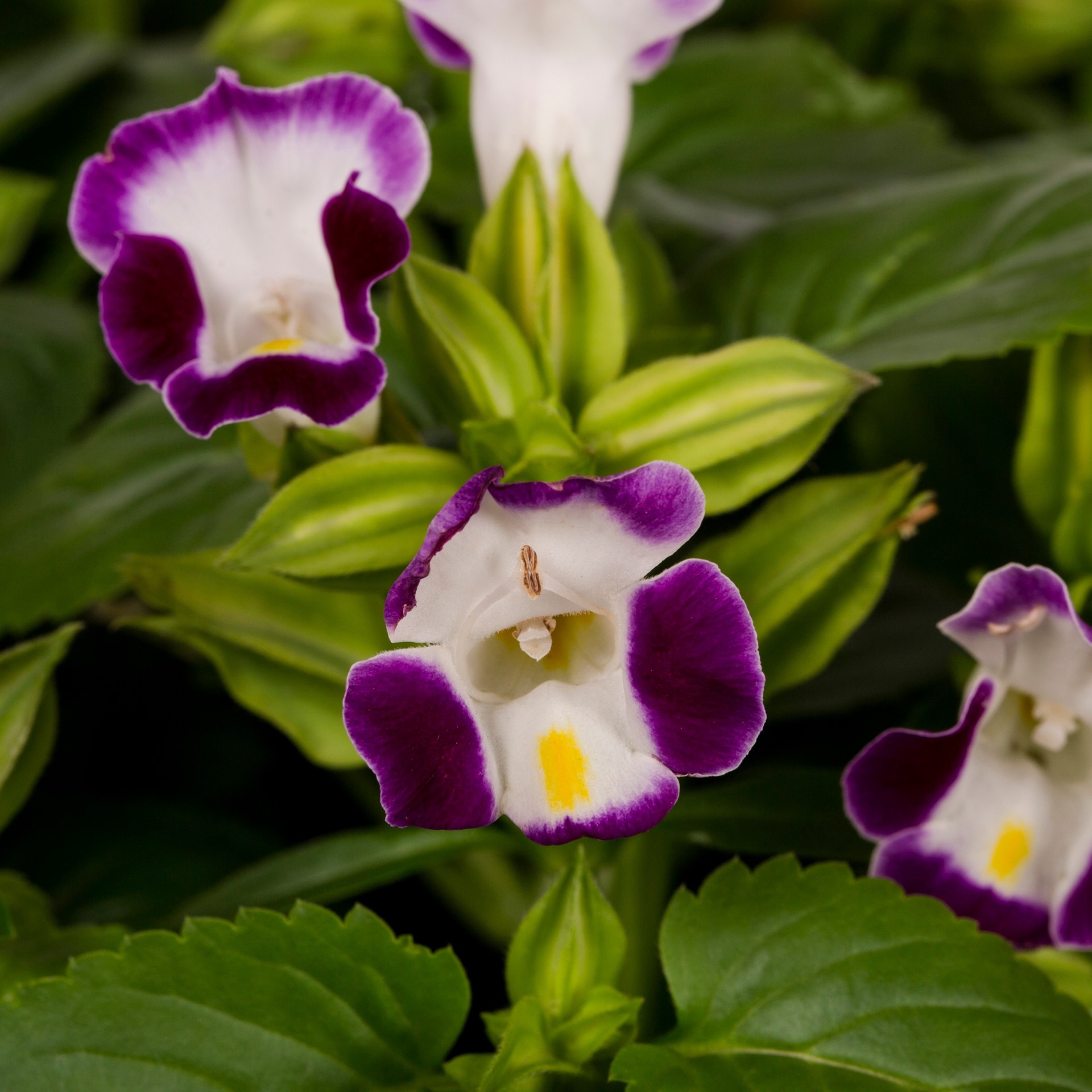 slide 2 of 2, Lowe's Multicolor Torenia in 1.5 Gallon(s) Hanging basket 1 -Pack, 1 ct