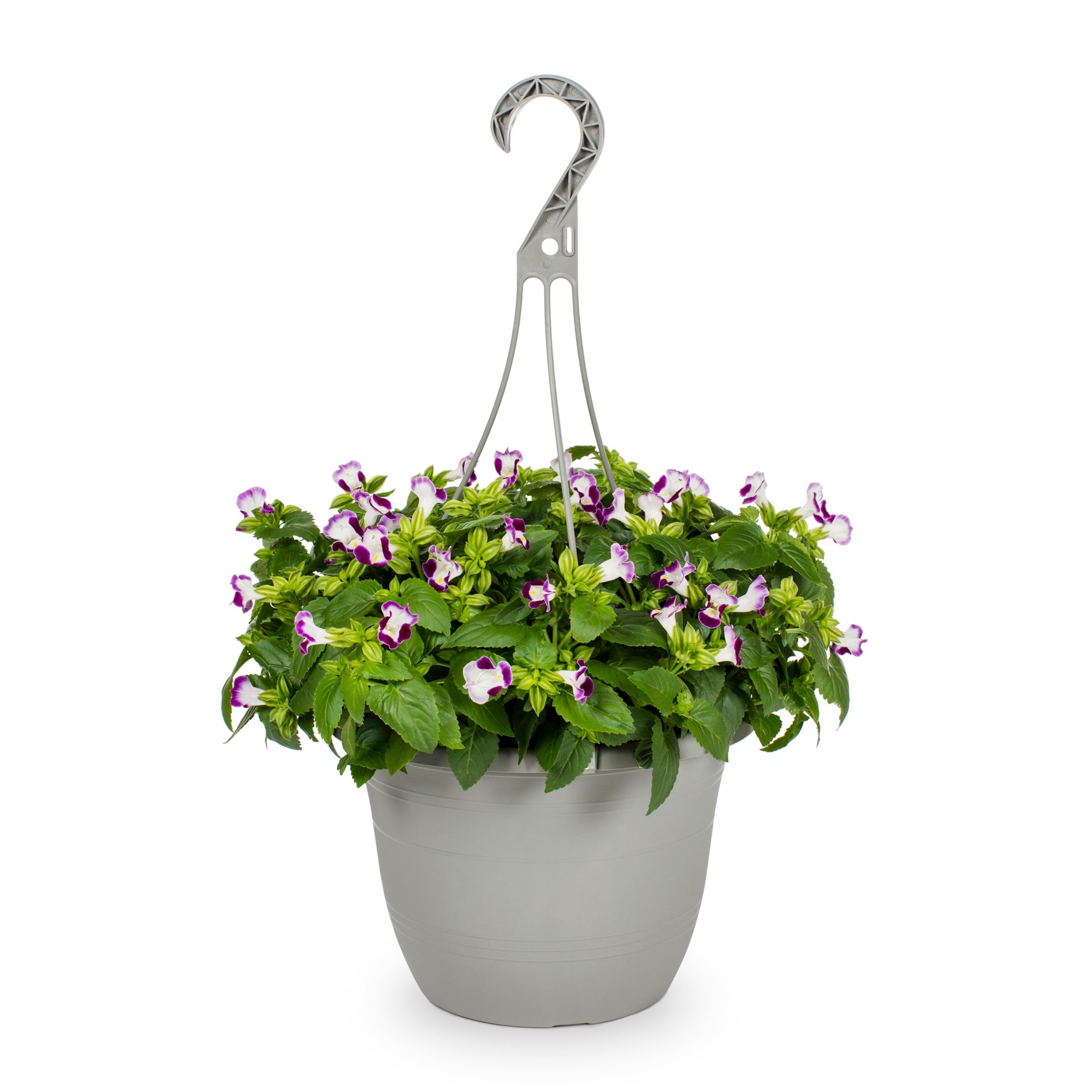 slide 1 of 2, Lowe's Multicolor Torenia in 1.5 Gallon(s) Hanging basket 1 -Pack, 1 ct
