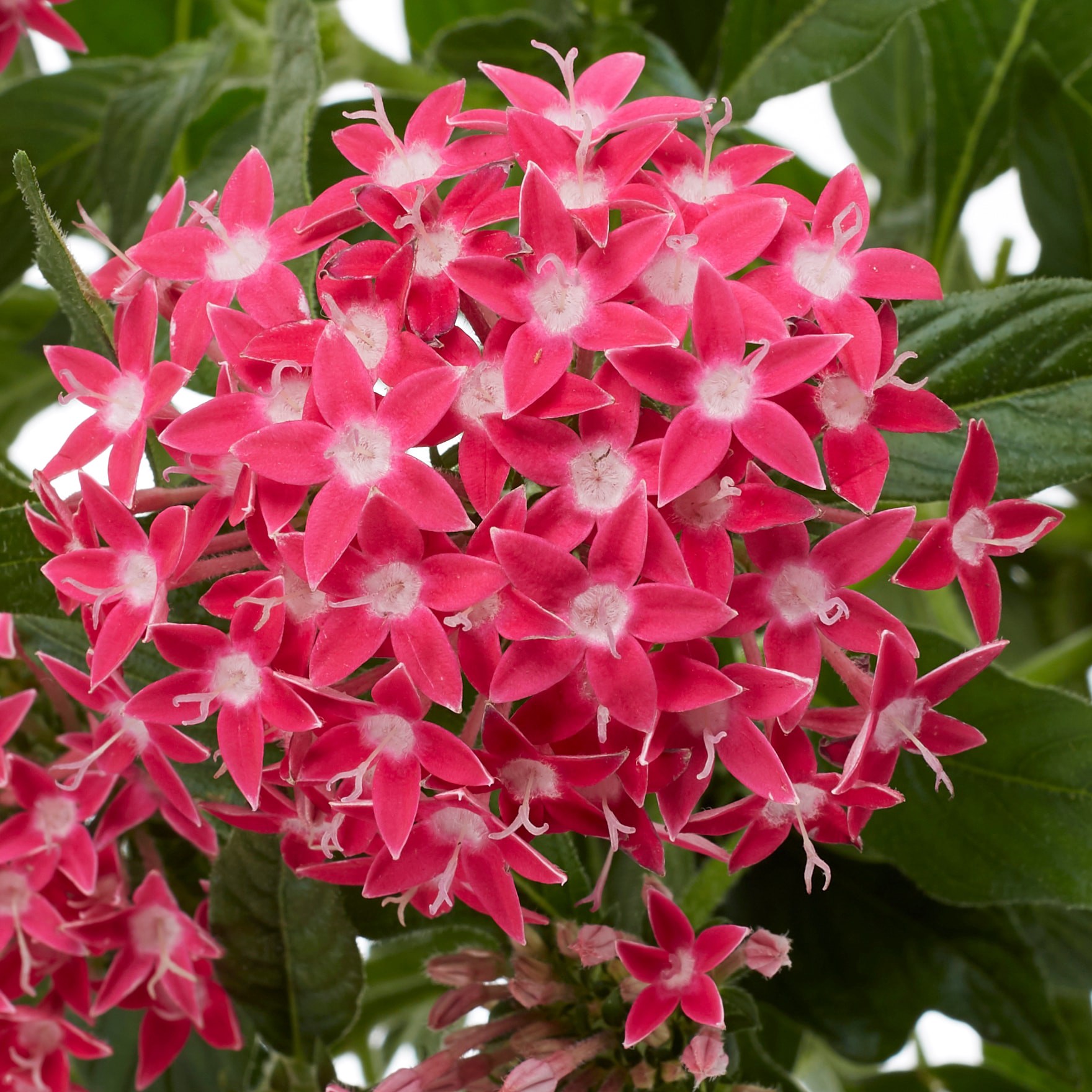 slide 2 of 4, Lowe's Multicolor Star Cluster in 1.5 Pint Pot 1 -Pack, 1 ct