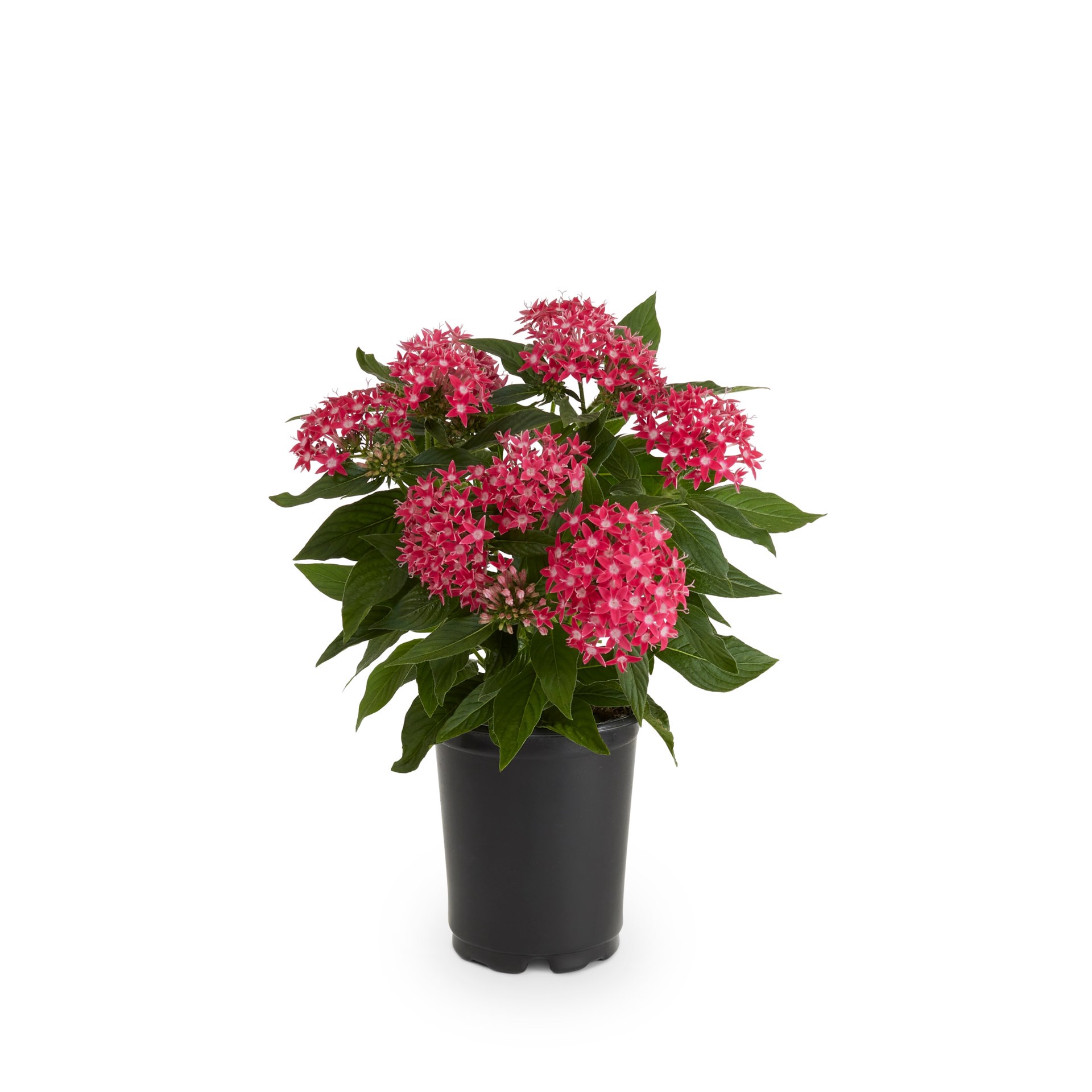 slide 1 of 4, Lowe's Multicolor Star Cluster in 1.5 Pint Pot 1 -Pack, 1 ct