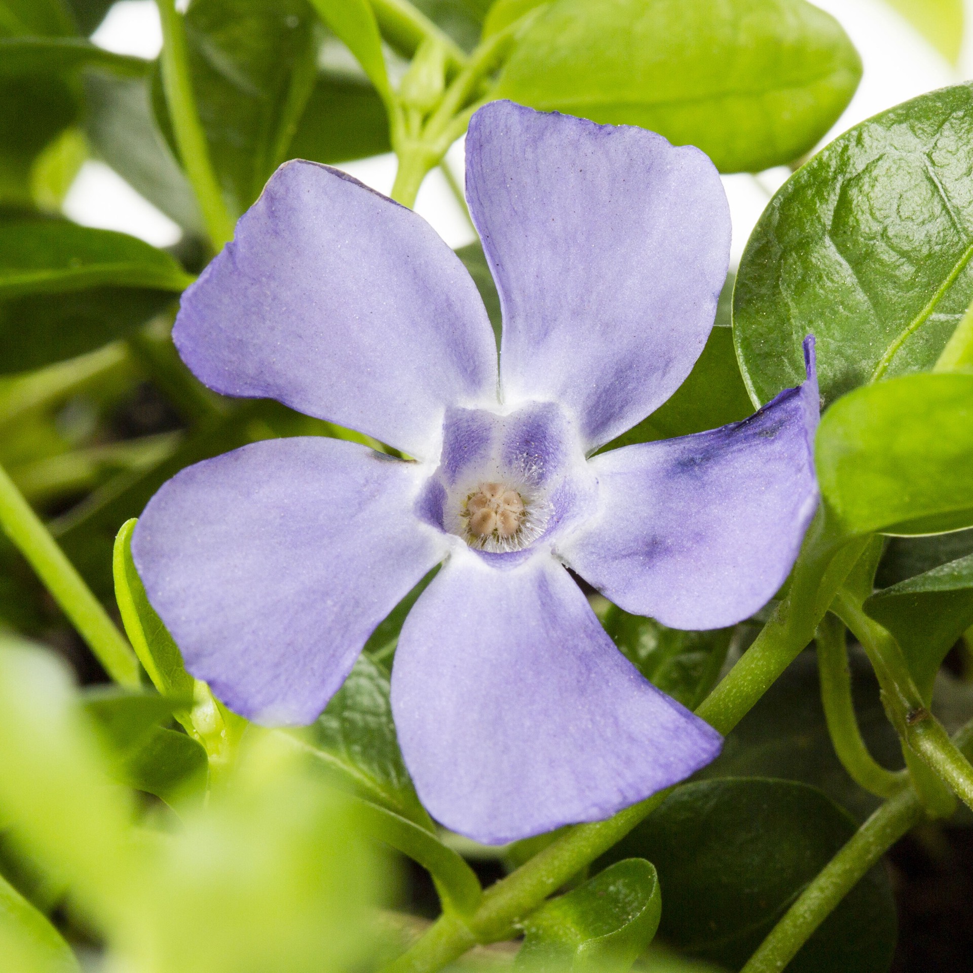 slide 2 of 2, Lowe's Vinca in 2 Quart(s) Pot, 1 ct