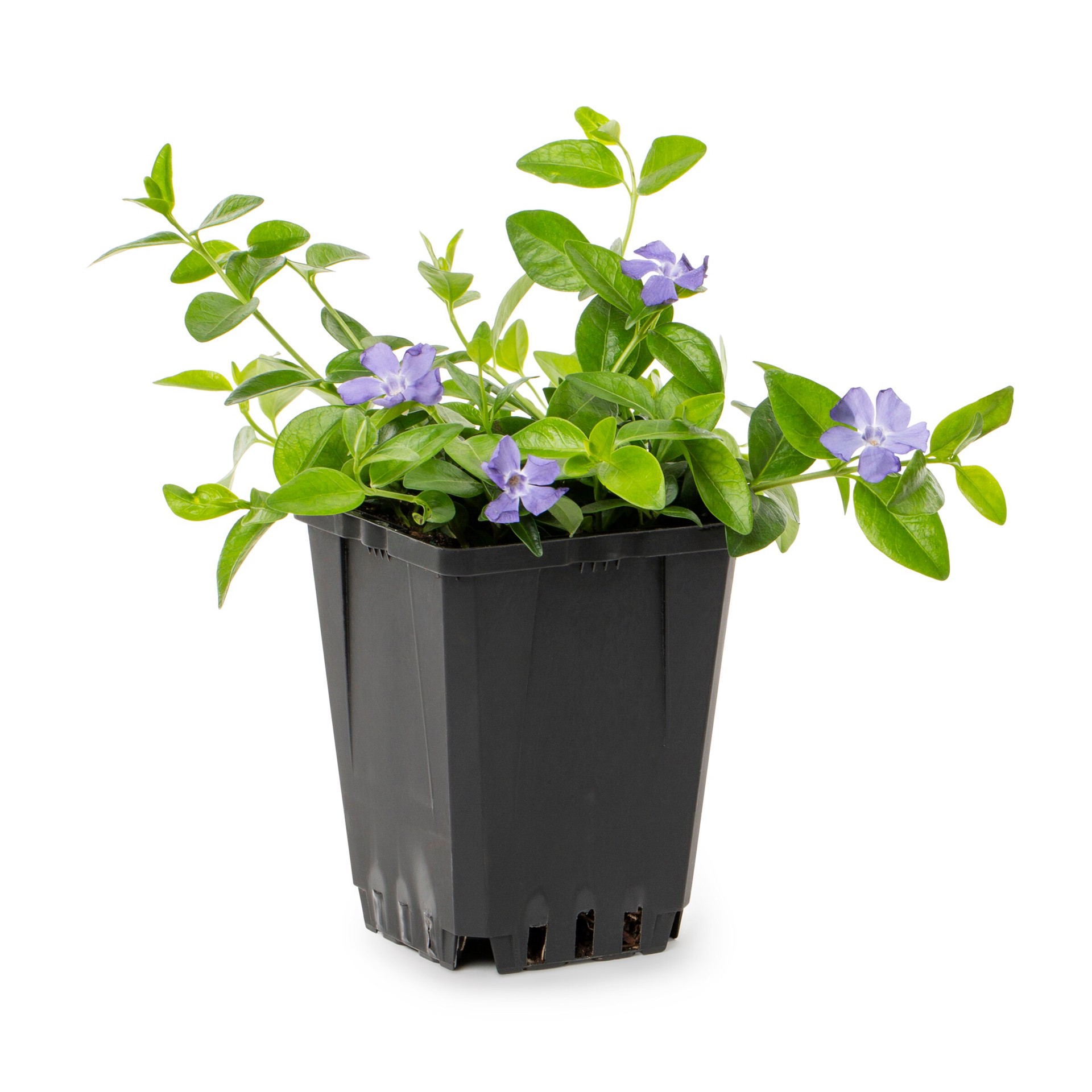 slide 1 of 2, Lowe's Vinca in 2 Quart(s) Pot, 1 ct
