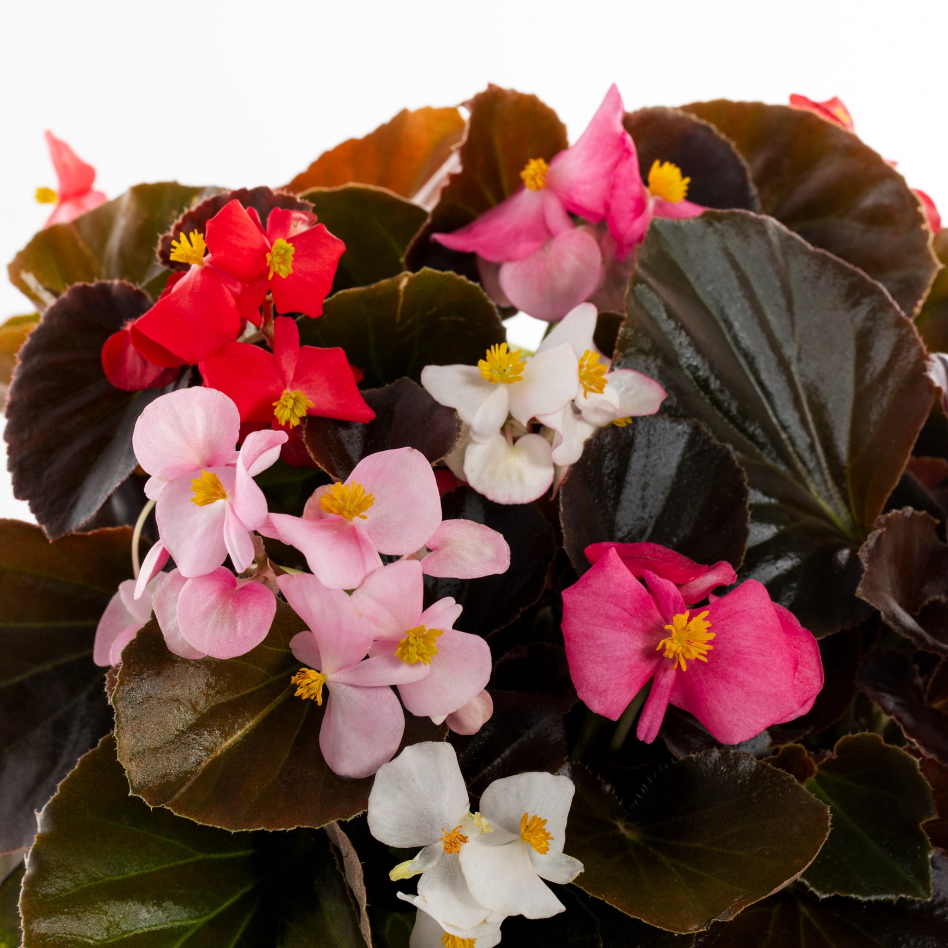 slide 2 of 6, Lowe's Multicolor Begonia in 1.5 Gallon(s) Hanging basket 1 -Pack, 1 ct