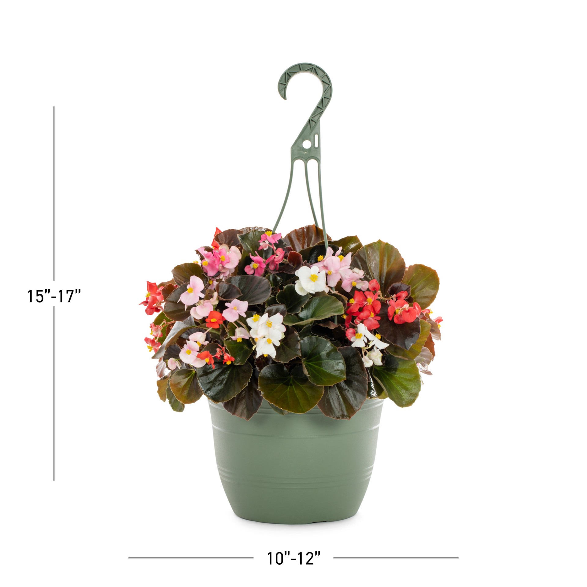 slide 3 of 6, Lowe's Multicolor Begonia in 1.5 Gallon(s) Hanging basket 1 -Pack, 1 ct