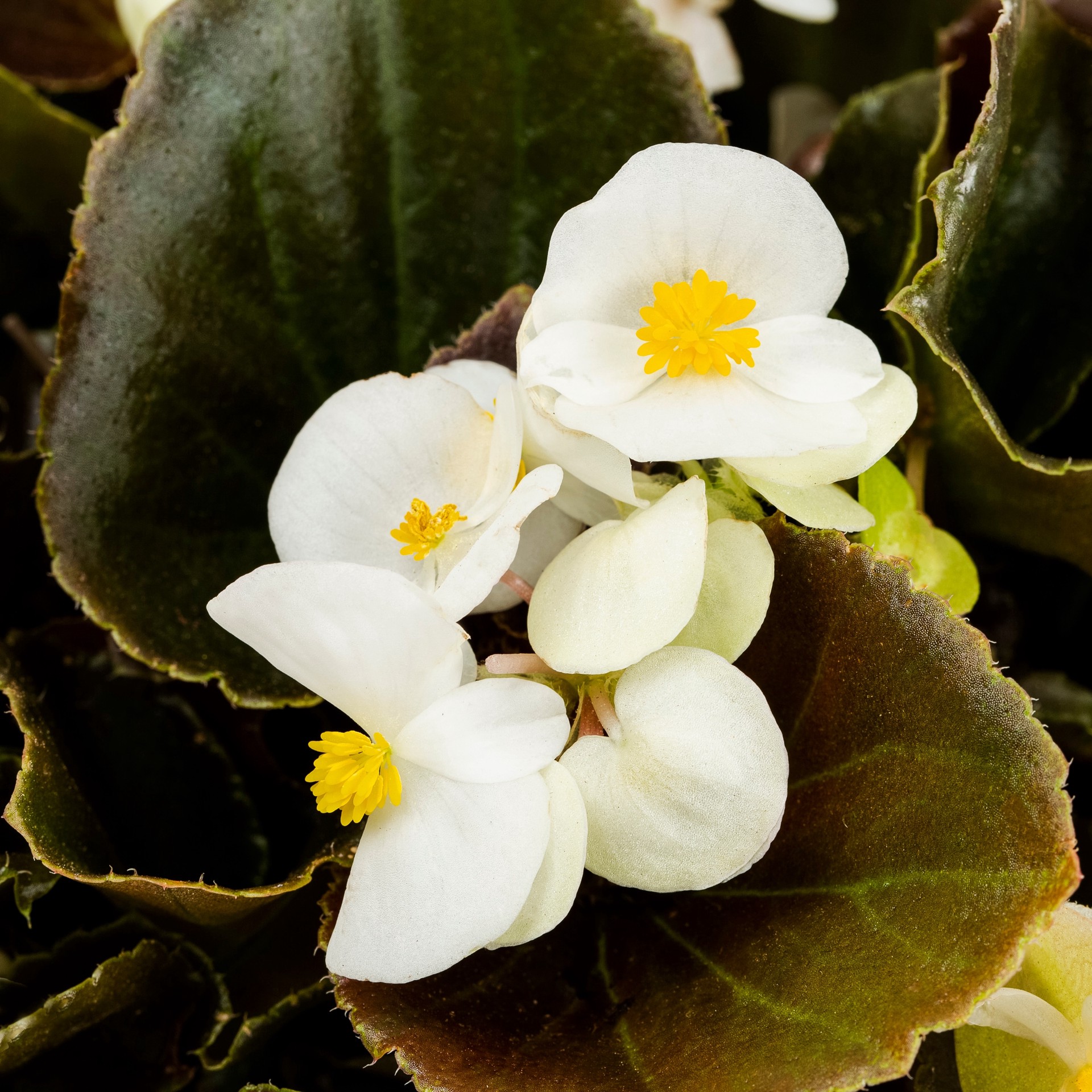 slide 4 of 6, Lowe's Multicolor Begonia in 1.5 Gallon(s) Hanging basket 1 -Pack, 1 ct