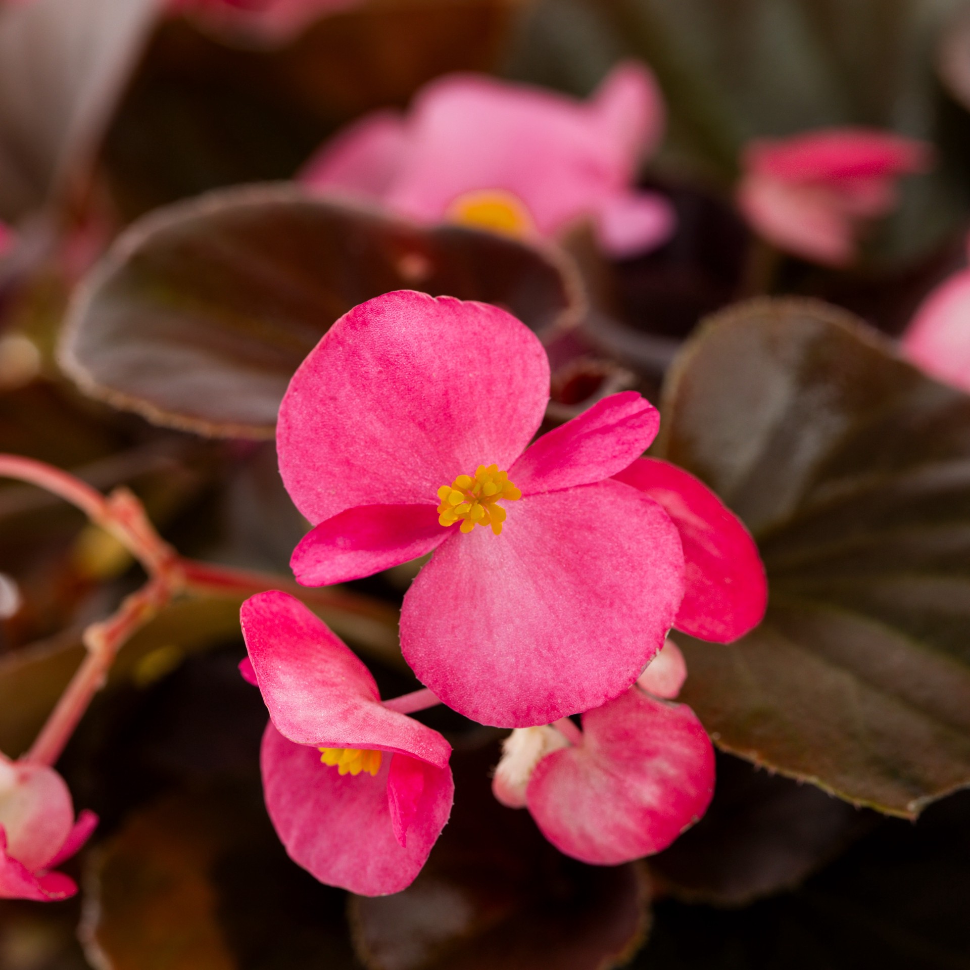 slide 5 of 6, Lowe's Multicolor Begonia in 1.5 Gallon(s) Hanging basket 1 -Pack, 1 ct