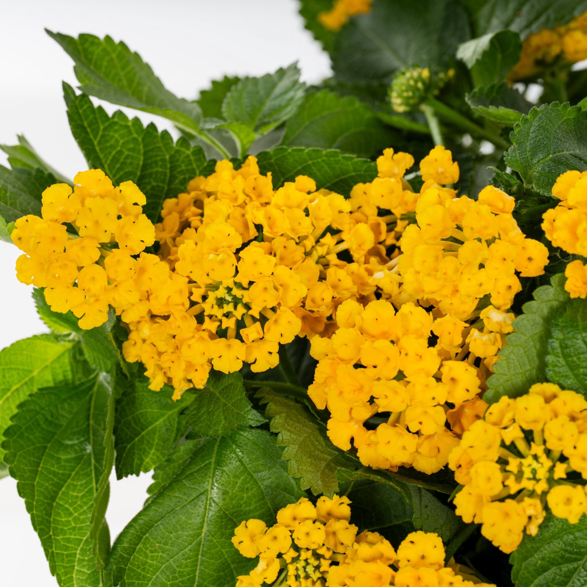 slide 2 of 5, Lowe's Multicolor Lantana in 2 Quart(s) Pot 1 -Pack, 1 ct