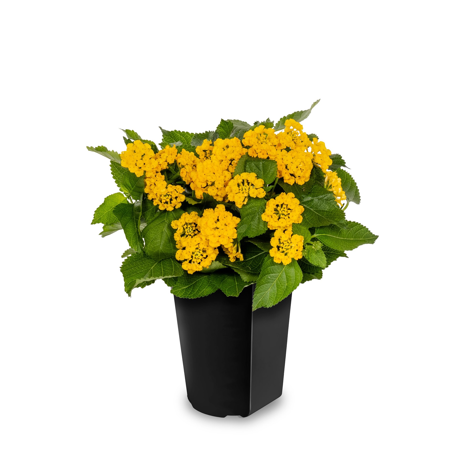 slide 1 of 5, Lowe's Multicolor Lantana in 2 Quart(s) Pot 1 -Pack, 1 ct