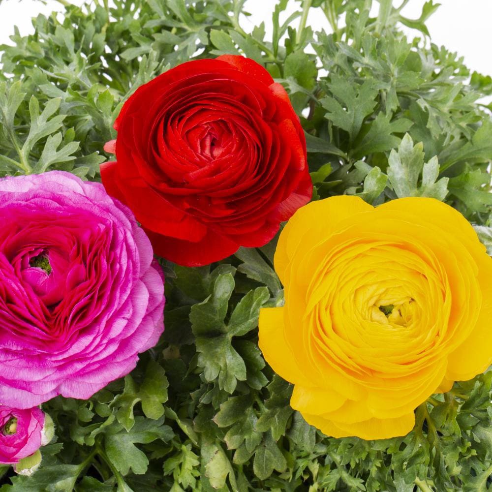 slide 4 of 6, Lowe's Multicolor Persian Buttercup in 2 Gallon(s) Planter 1 -Pack, 1 ct