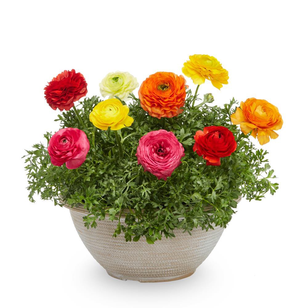 slide 5 of 6, Lowe's Multicolor Persian Buttercup in 2 Gallon(s) Planter 1 -Pack, 1 ct
