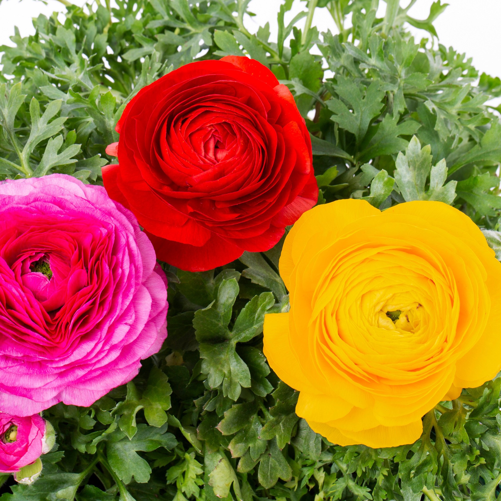 slide 6 of 6, Lowe's Multicolor Persian Buttercup in 2 Gallon(s) Planter 1 -Pack, 1 ct