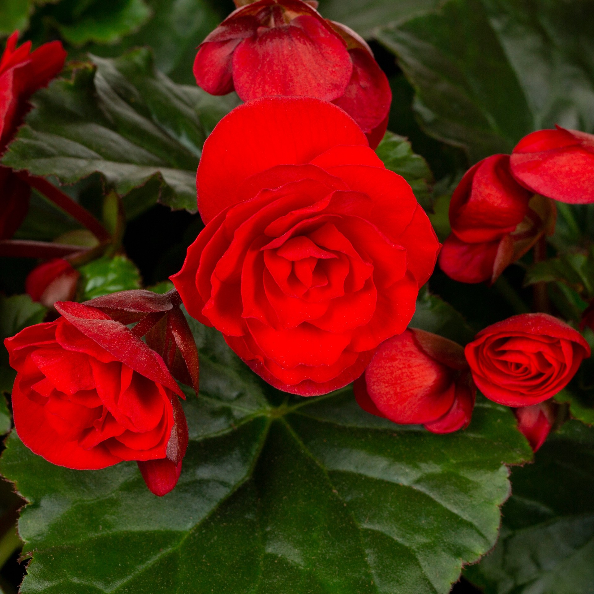 slide 2 of 2, Lowe's Multicolor Begonia in 2 Gallon(s) Hanging basket 1 -Pack, 1 ct