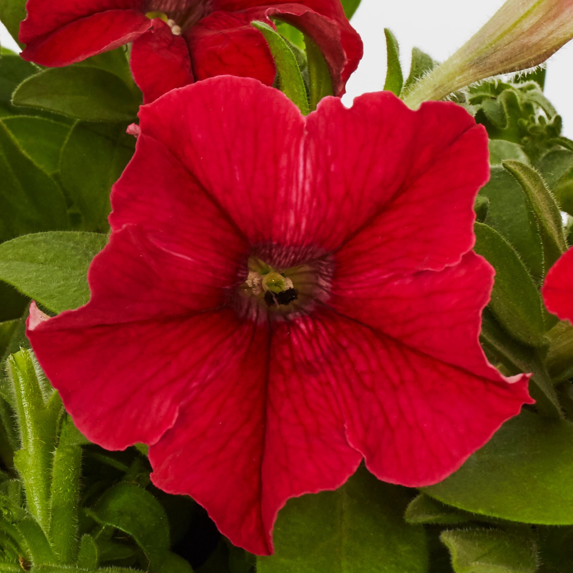 slide 2 of 5, Lowe's Multicolor Petunia in 6 -Pack Tray 1 -Pack, 1 ct
