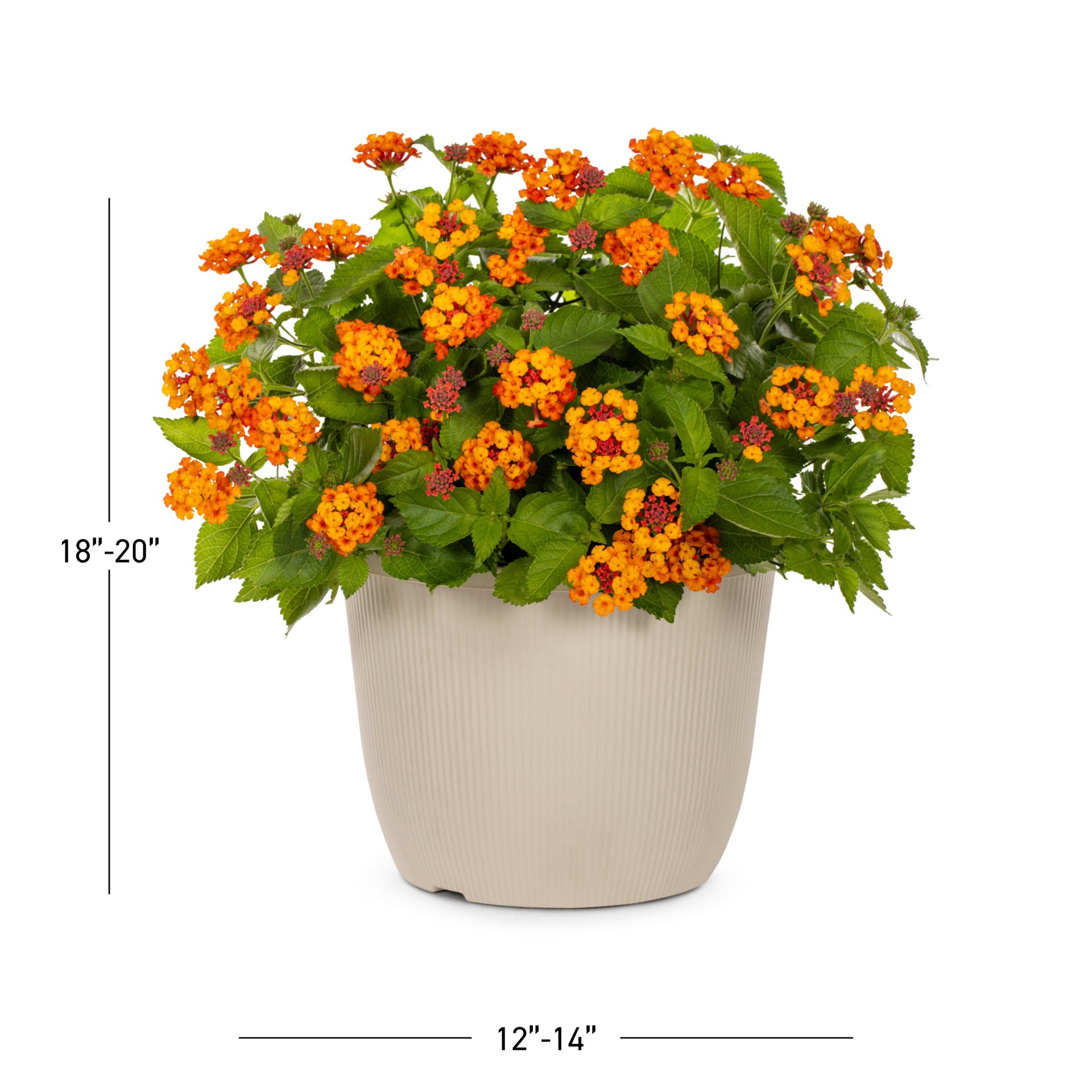 slide 3 of 4, Lowe's Multicolor Lantana in 1.75 Gallon(s) Planter 1 -Pack, 1 ct