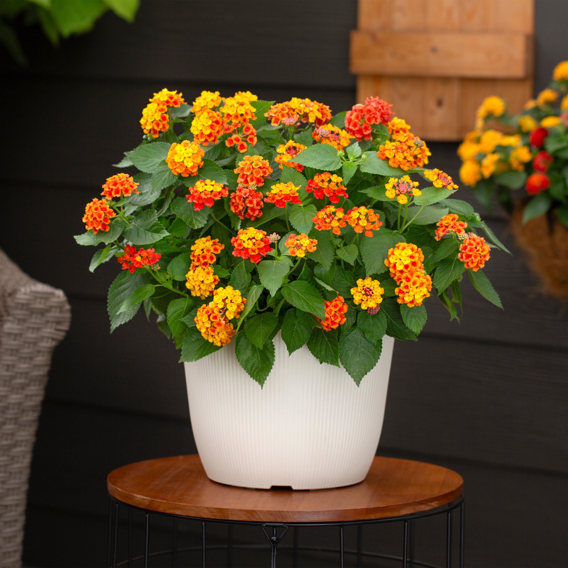 slide 4 of 4, Lowe's Multicolor Lantana in 1.75 Gallon(s) Planter 1 -Pack, 1 ct