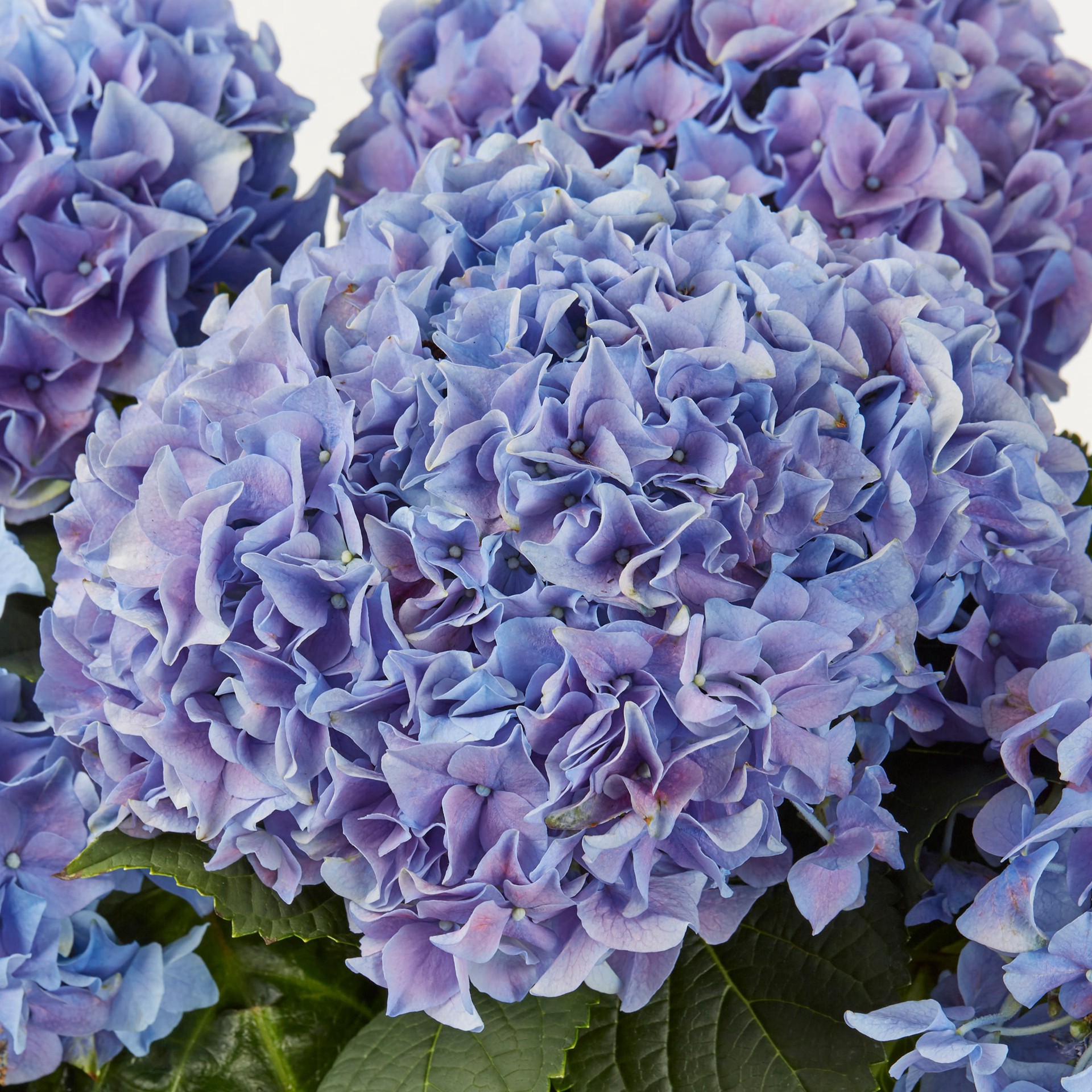 slide 2 of 6, Lowe's Multicolor hydrangea House plant in 1.76 Quart(s) Pot 1 -Pack, 1 ct