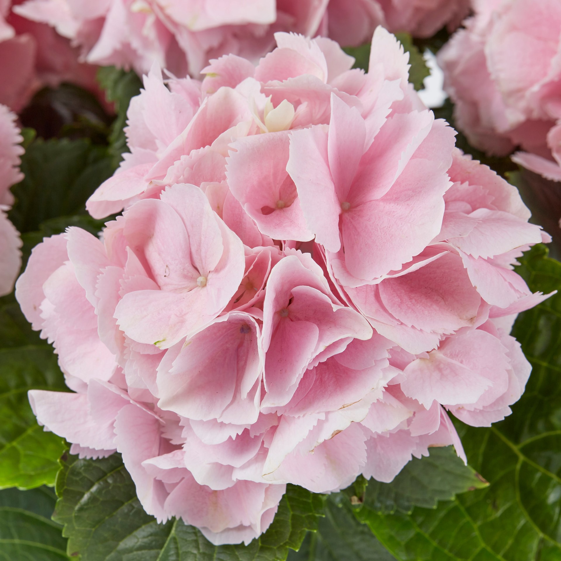 slide 4 of 6, Lowe's Multicolor hydrangea House plant in 1.76 Quart(s) Pot 1 -Pack, 1 ct