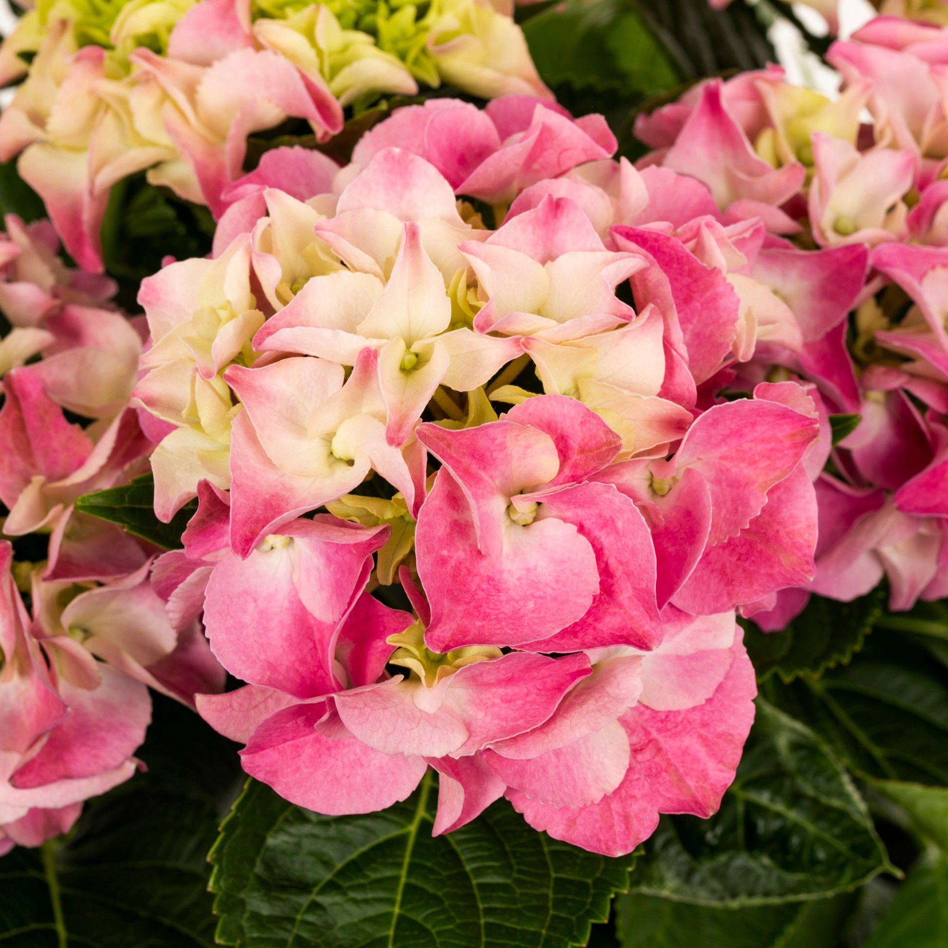 slide 6 of 6, Lowe's Multicolor hydrangea House plant in 1.76 Quart(s) Pot 1 -Pack, 1 ct