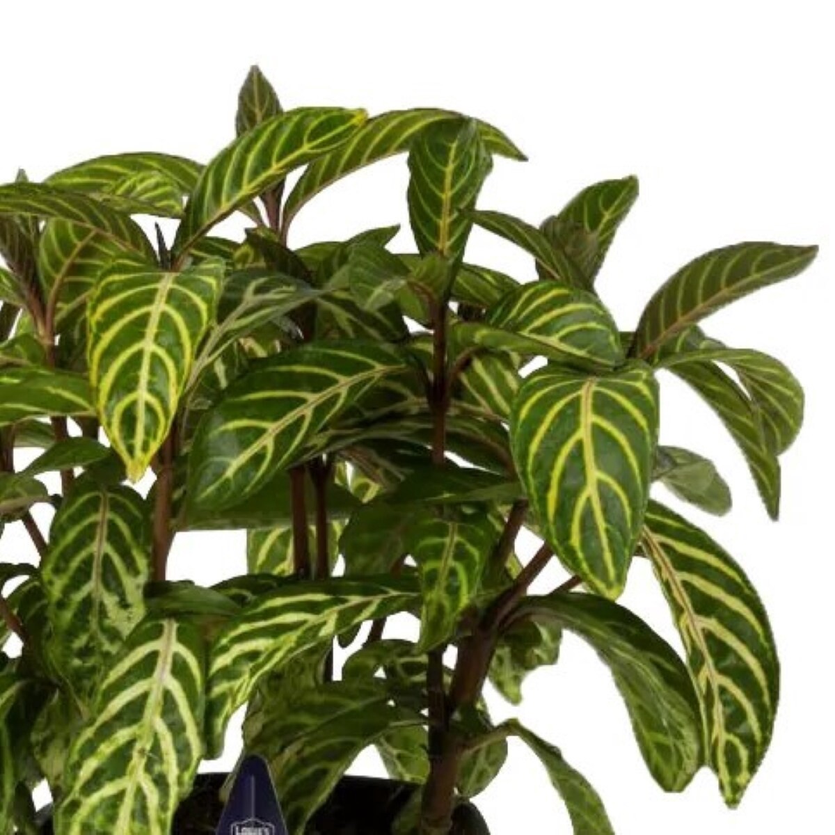 slide 2 of 4, Lowe's Yellow Sanchezia in 2 Quart(s) Pot 1 -Pack, 1 ct