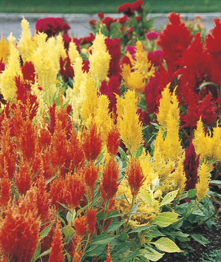 slide 3 of 3, Lowe's Multicolor Coleus in 1.25 Gallon(s) Planter 1 -Pack, 1 ct