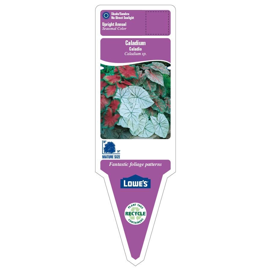 slide 2 of 6, Lowe's Multicolor Caladium in 1.75 Gallon(s) Planter 1 -Pack, 1 ct