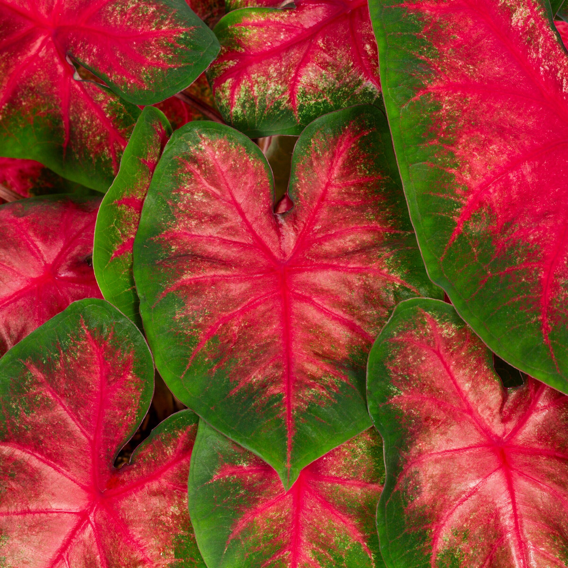 slide 4 of 6, Lowe's Multicolor Caladium in 1.75 Gallon(s) Planter 1 -Pack, 1 ct