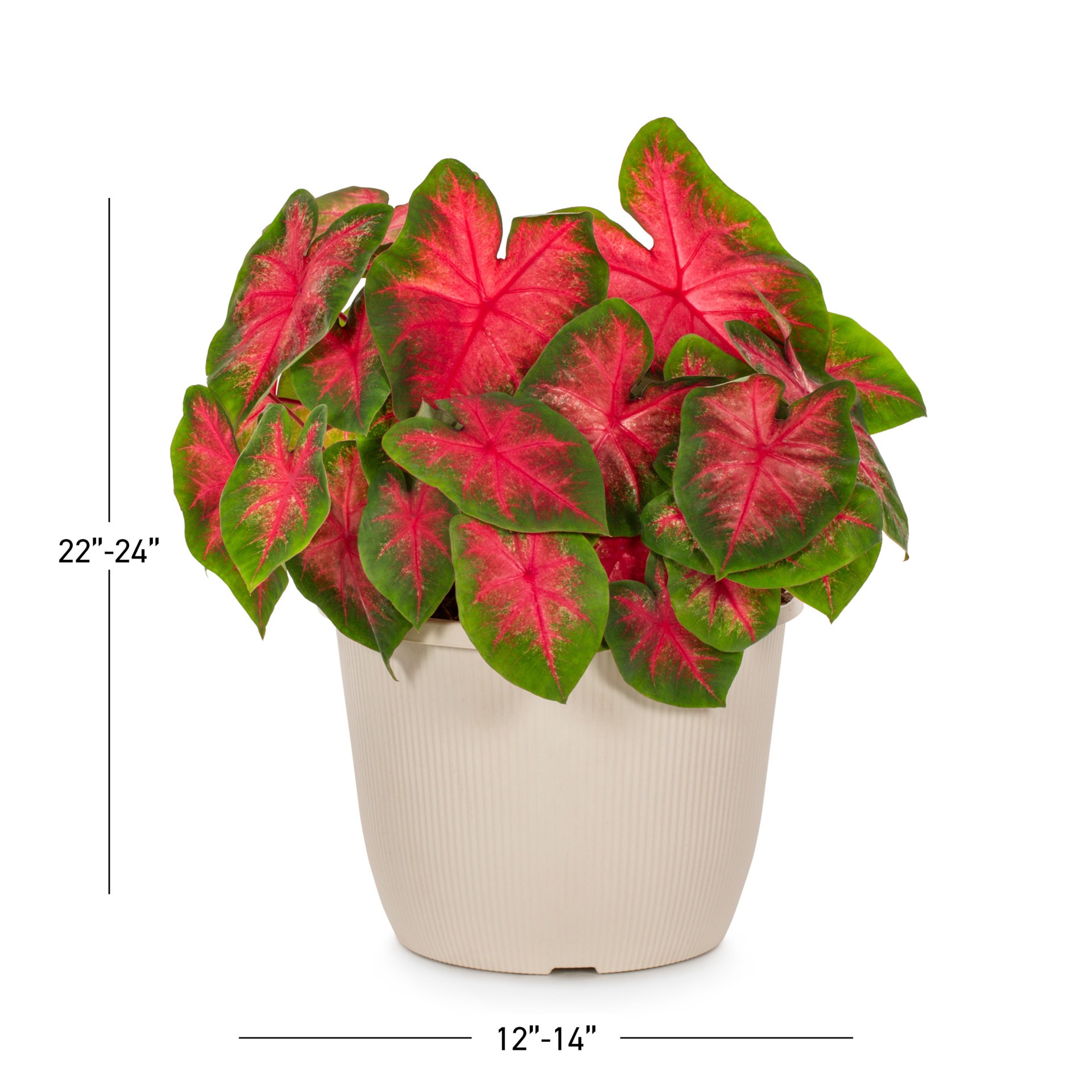 slide 5 of 6, Lowe's Multicolor Caladium in 1.75 Gallon(s) Planter 1 -Pack, 1 ct