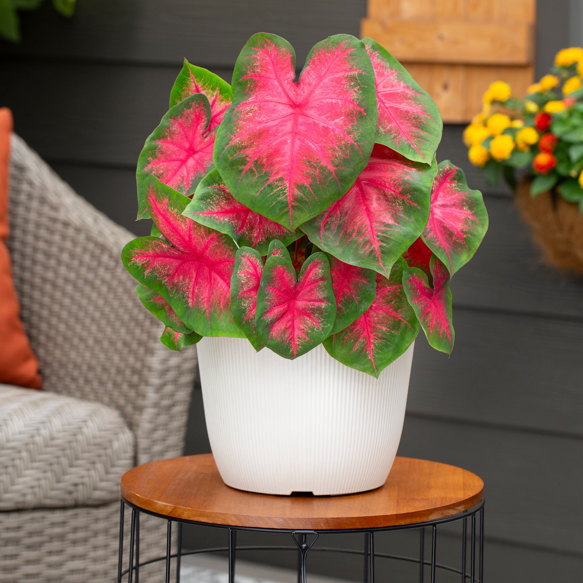 slide 6 of 6, Lowe's Multicolor Caladium in 1.75 Gallon(s) Planter 1 -Pack, 1 ct
