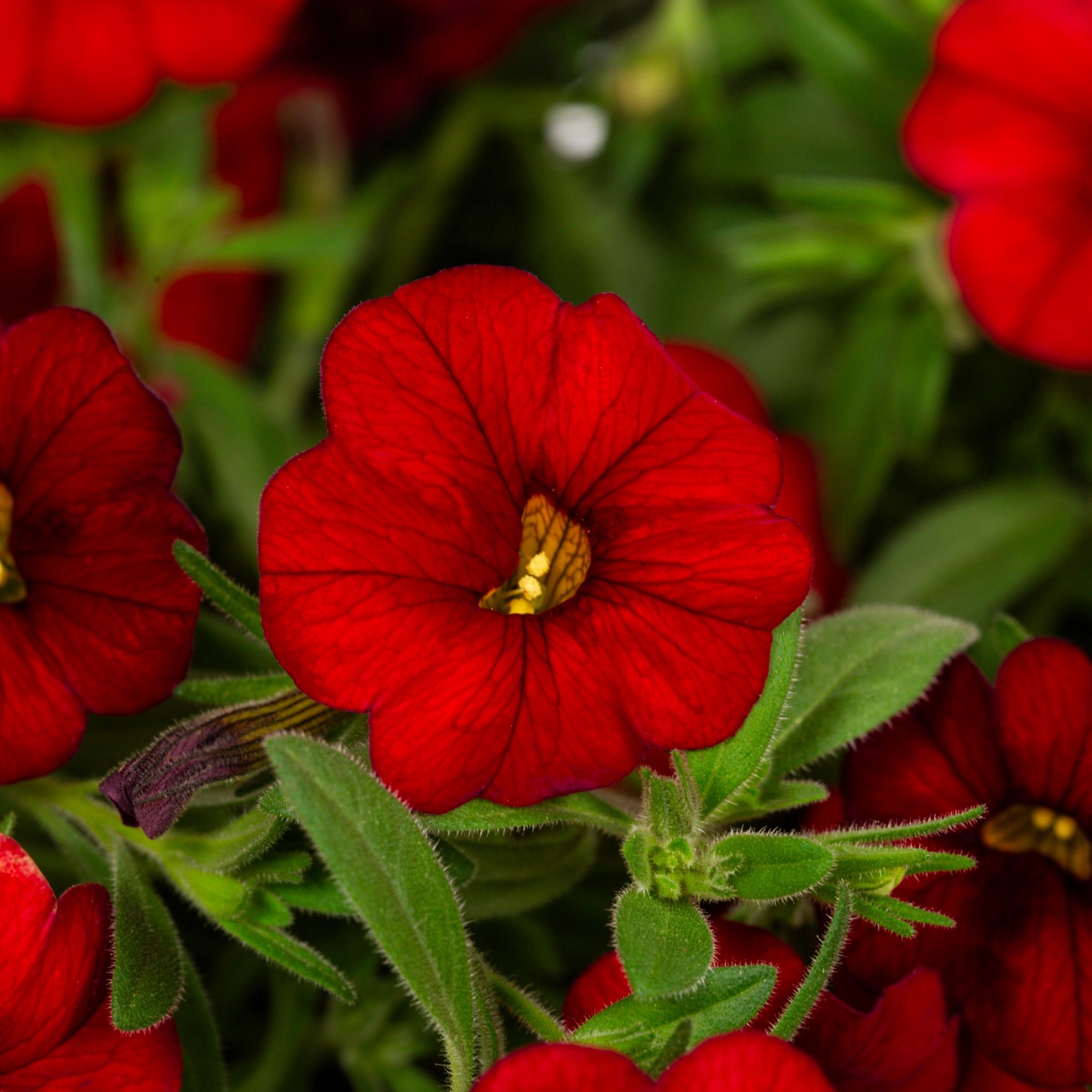 slide 5 of 6, Lowe's Multicolor Calibrachoa in 1.5 Gallon(s) Hanging basket 1 -Pack, 1 ct
