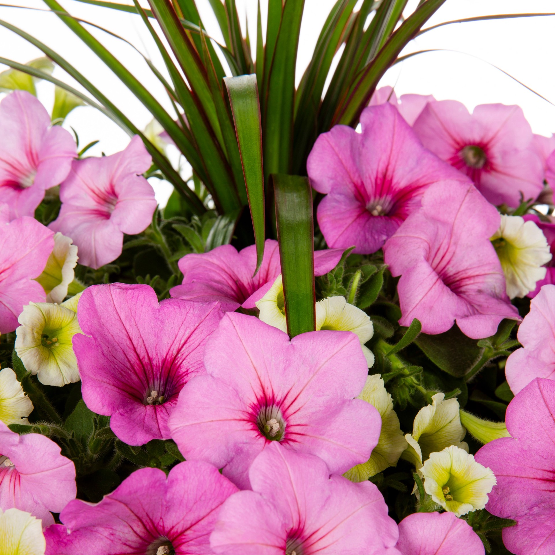 slide 2 of 4, Lowe's Multicolor Wave Petunia in 3.00 Gallon(s) Planter 1 -Pack, 1 ct