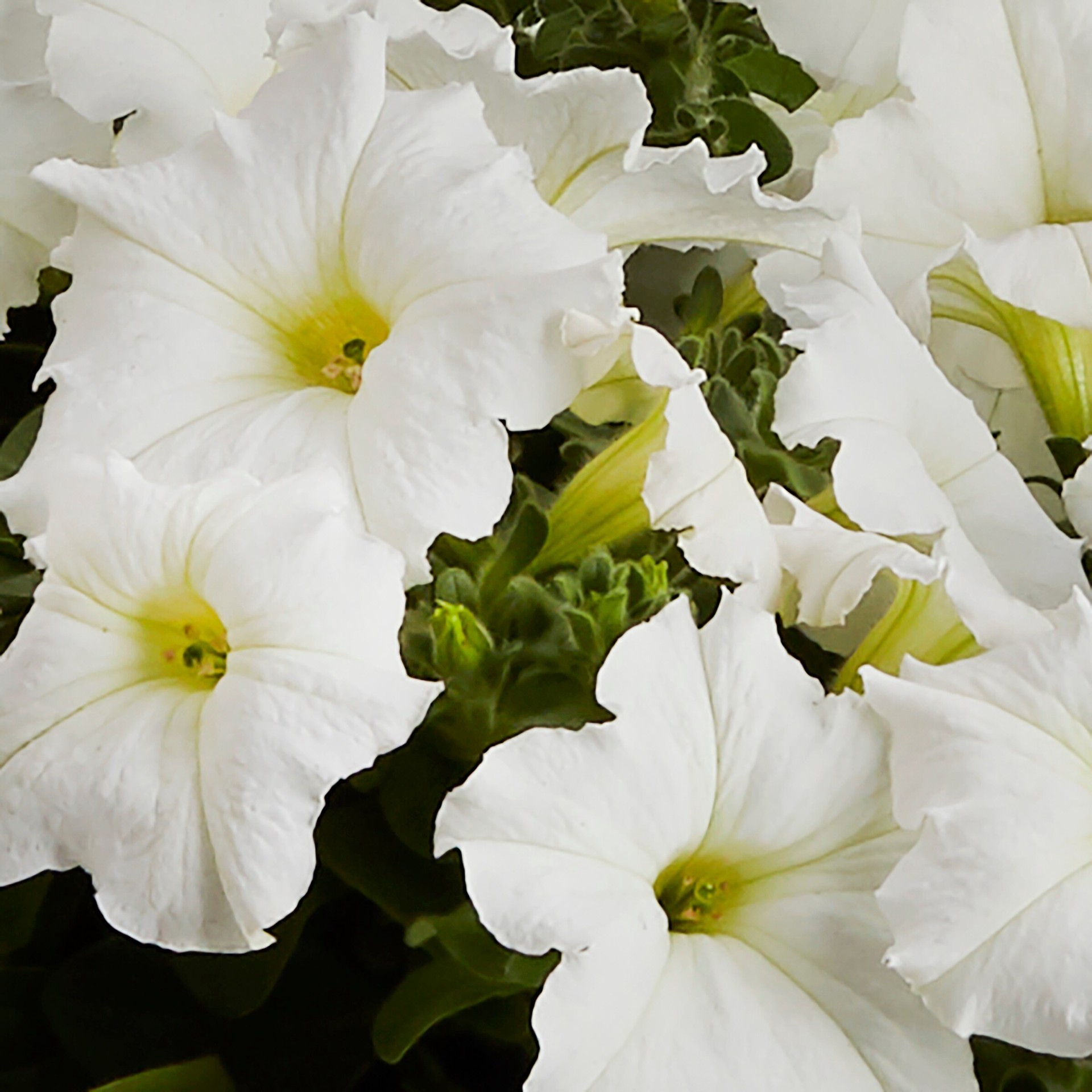 slide 5 of 5, Lowe's Multicolor Petunia Mix in 2 Gallon(s) Hanging basket 1 -Pack, 1 ct