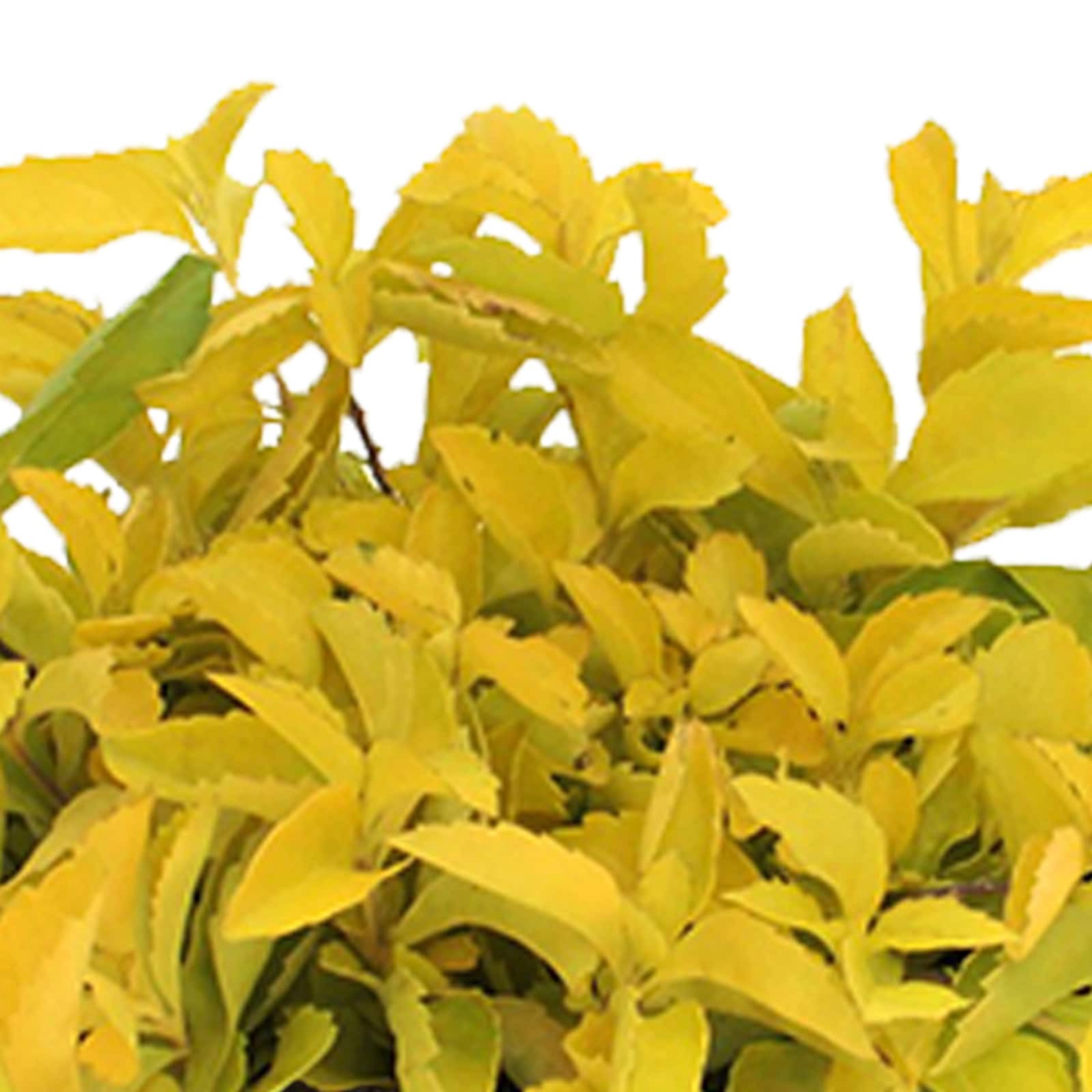 slide 2 of 2, Lowe's Purple Polka Dot Plant in 1 Pint Pot 1 -Pack, 1 ct