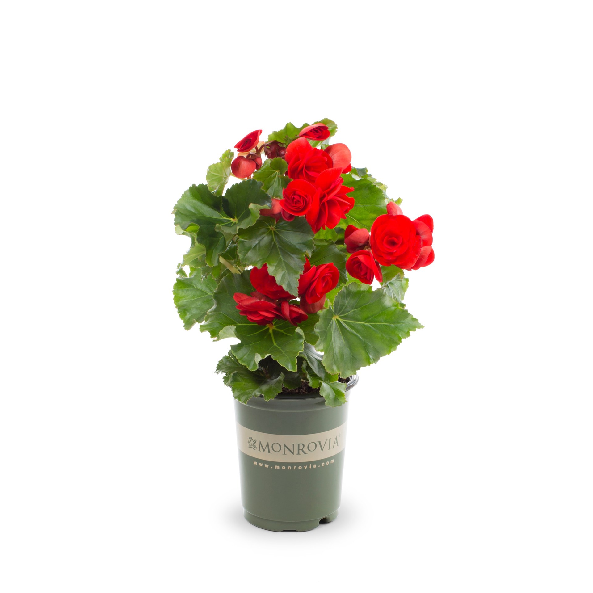 slide 3 of 6, Lowe's Multicolor Begonia in 1.5-Pint Pot, 1 ct