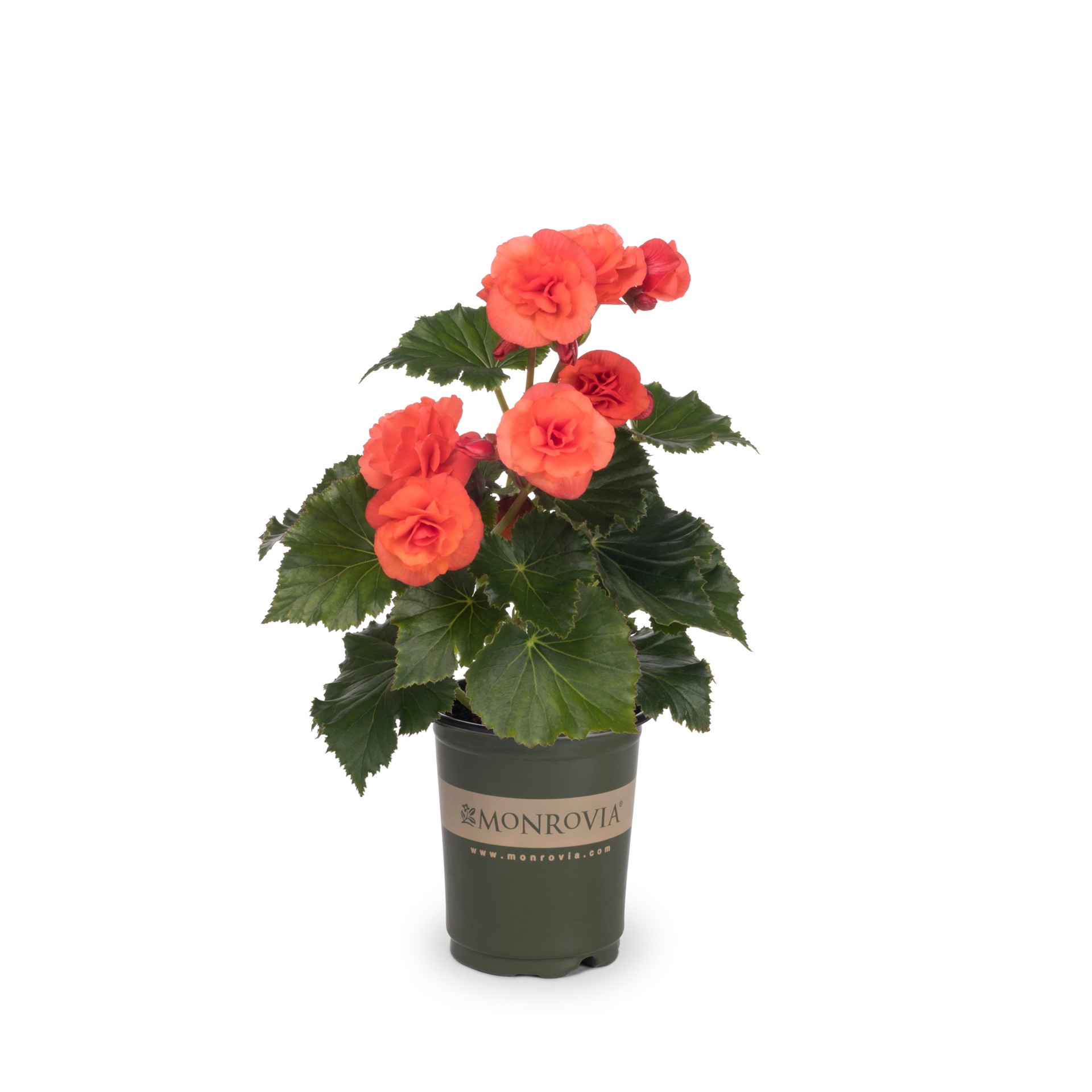 slide 5 of 6, Lowe's Multicolor Begonia in 1.5-Pint Pot, 1 ct