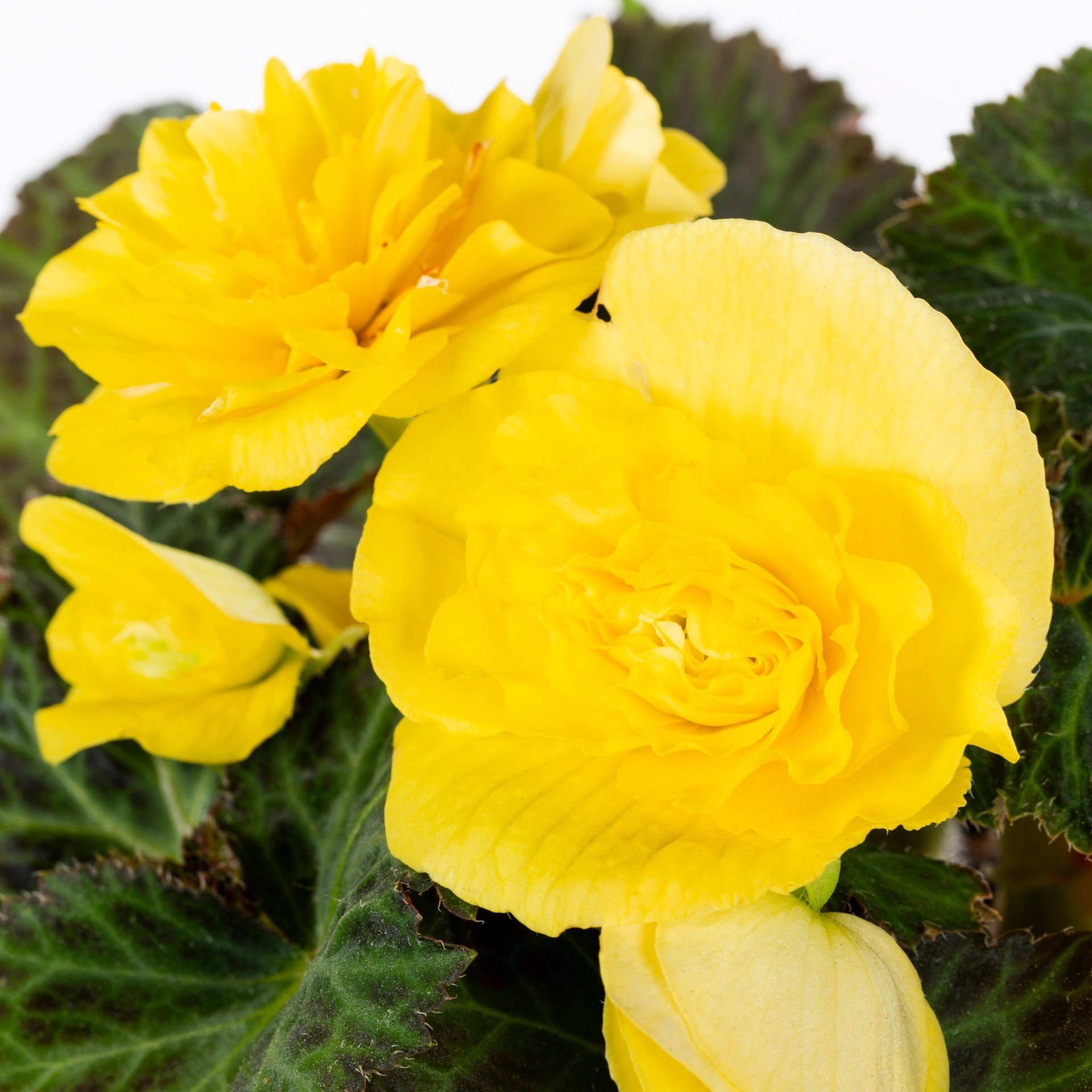 slide 2 of 4, Lowe's Multicolor Begonia in 1.5 Pint Pot 1 -Pack, 1 ct