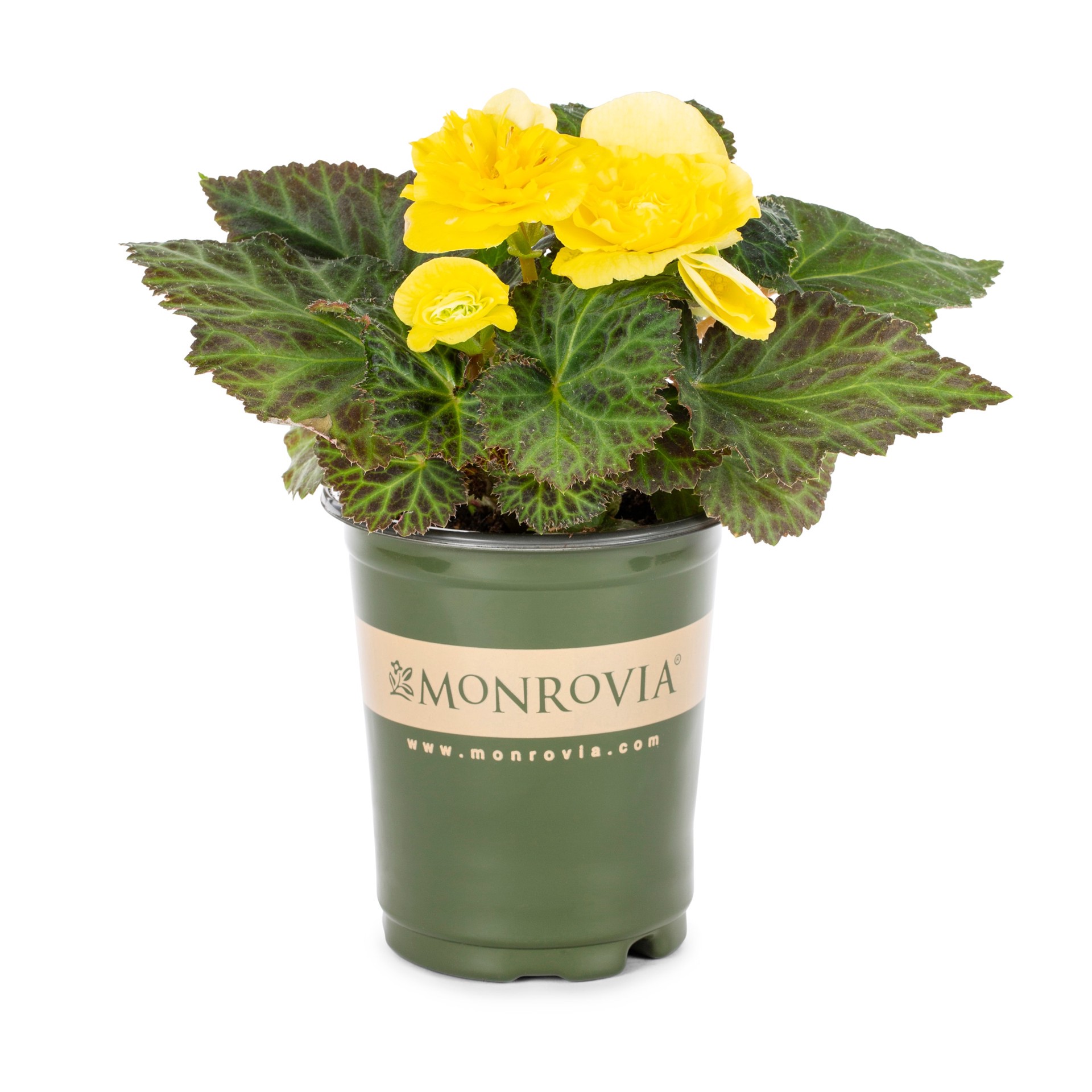 slide 1 of 4, Lowe's Multicolor Begonia in 1.5 Pint Pot 1 -Pack, 1 ct