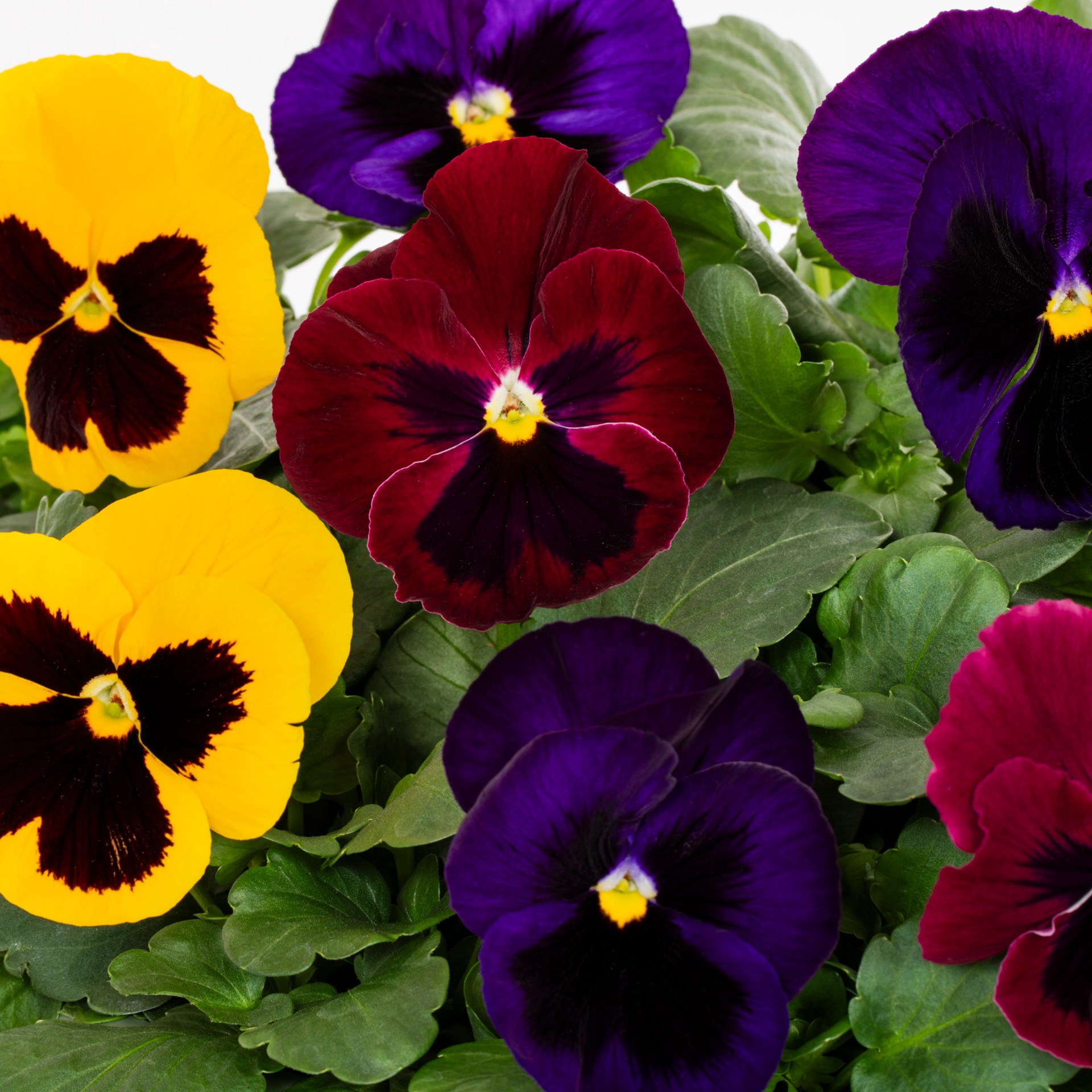 slide 2 of 6, Lowe's Multicolor Pansy in 1.5 Gallon(s) Hanging basket 1 -Pack, 1 ct