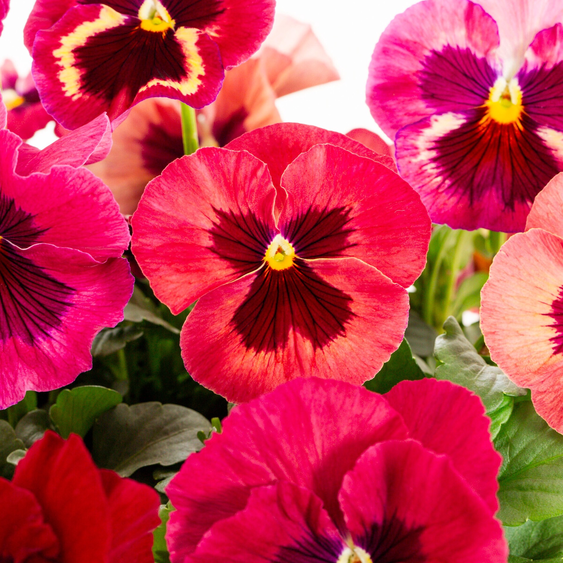 slide 5 of 6, Lowe's Multicolor Pansy in 1.5 Gallon(s) Hanging basket 1 -Pack, 1 ct