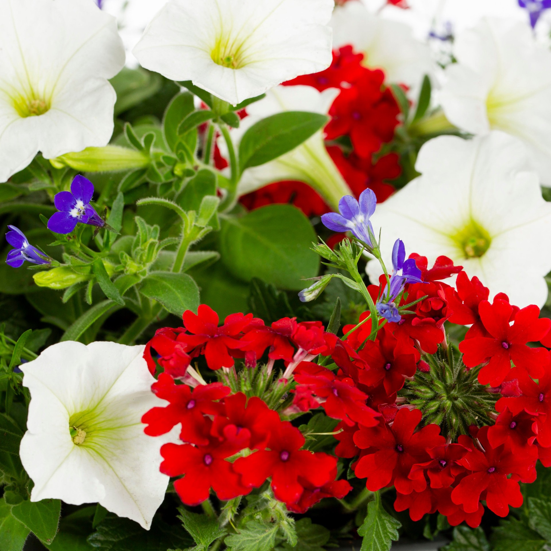 slide 2 of 2, Ready Refill Multicolor Mixed Annuals Combinations in 1.5-Gallon Pot, 1 ct