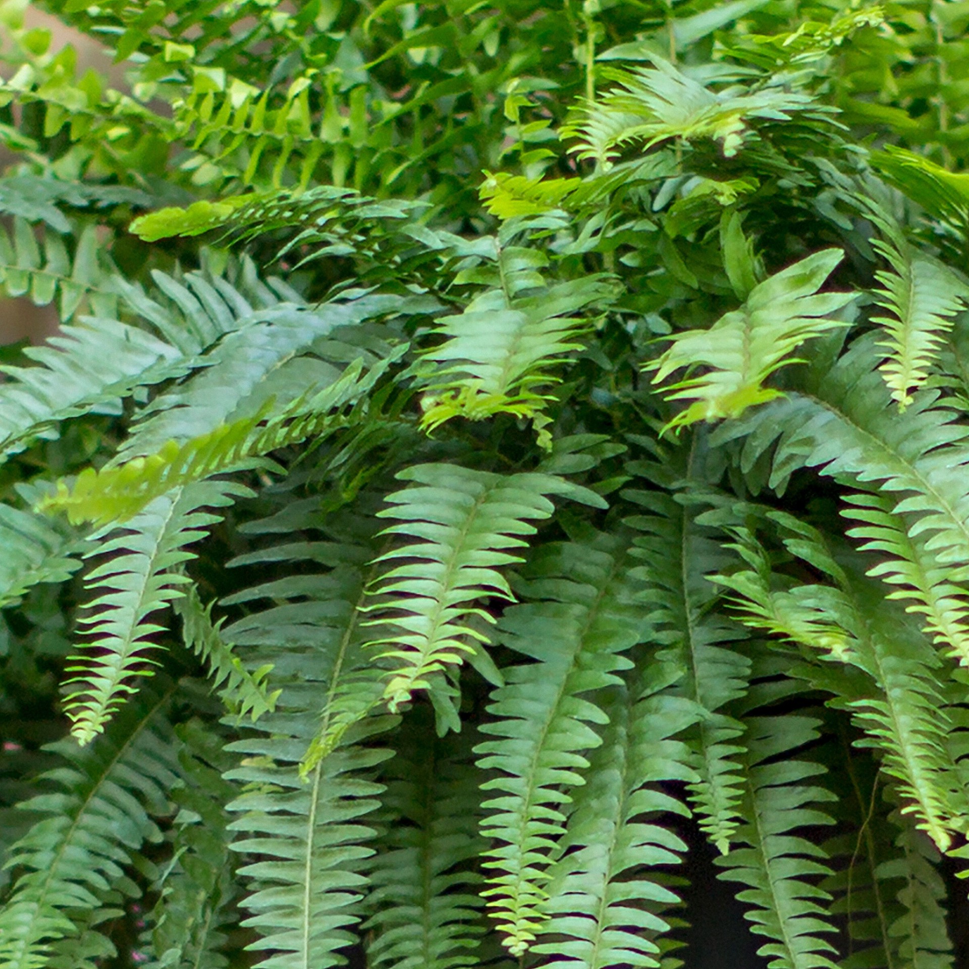 slide 2 of 4, Lowe's Boston Fern in 1.5-Gallon Hanging Basket, 1 ct