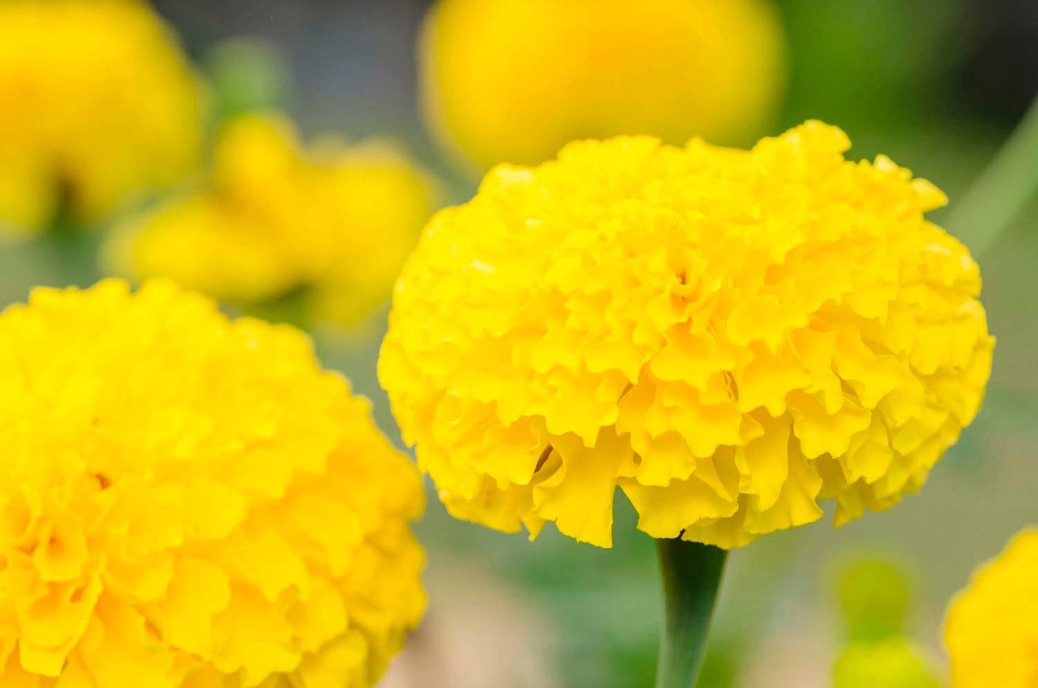 slide 2 of 6, Lowe's Multicolor Marigold in 2.35-Quart Pot, 1 ct