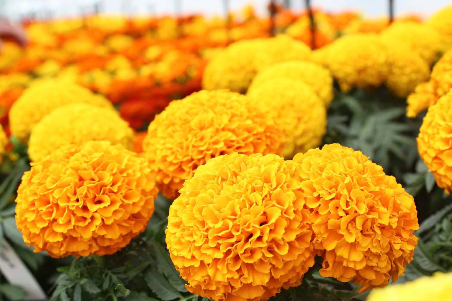 slide 3 of 6, Lowe's Multicolor Marigold in 2.35-Quart Pot, 1 ct