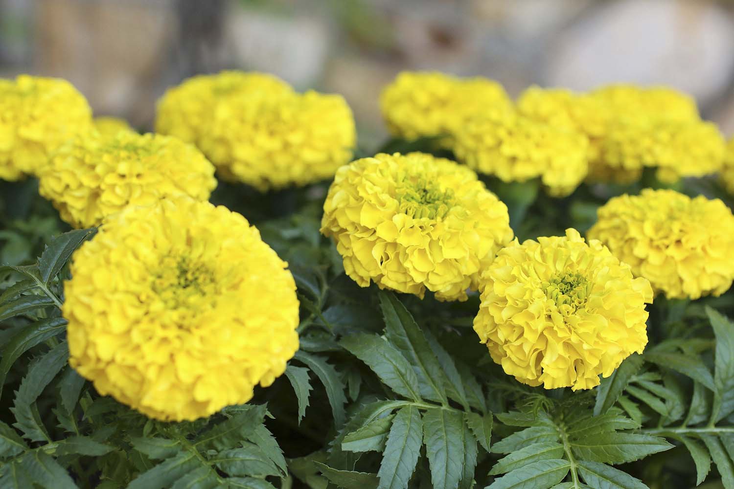 slide 4 of 6, Lowe's Multicolor Marigold in 2.35-Quart Pot, 1 ct