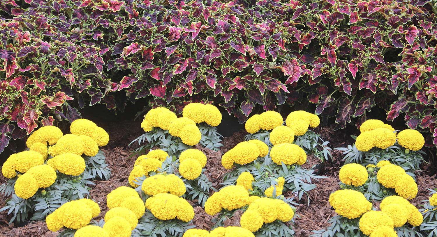 slide 5 of 6, Lowe's Multicolor Marigold in 2.35-Quart Pot, 1 ct