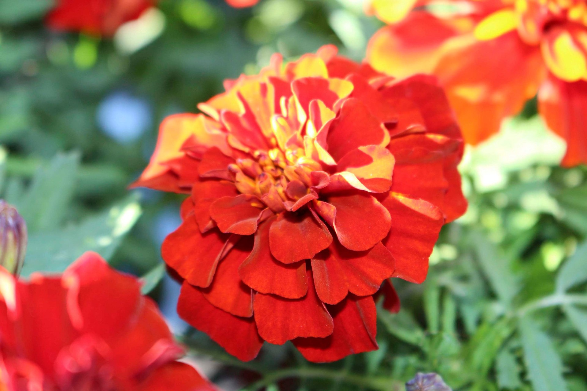 slide 6 of 6, Lowe's Multicolor Marigold in 2.35-Quart Pot, 1 ct