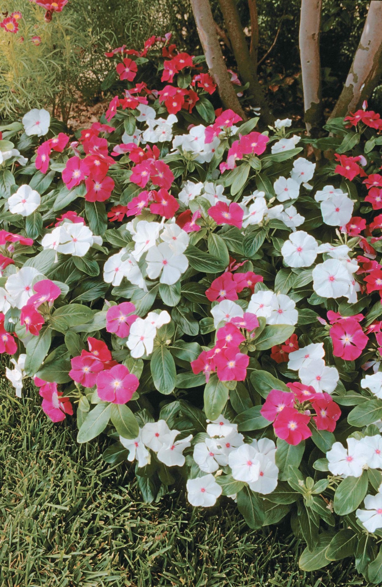 slide 2 of 5, Lowe's Multicolor Vinca in 1.00 Pint Pot 1 -Pack, 1 ct