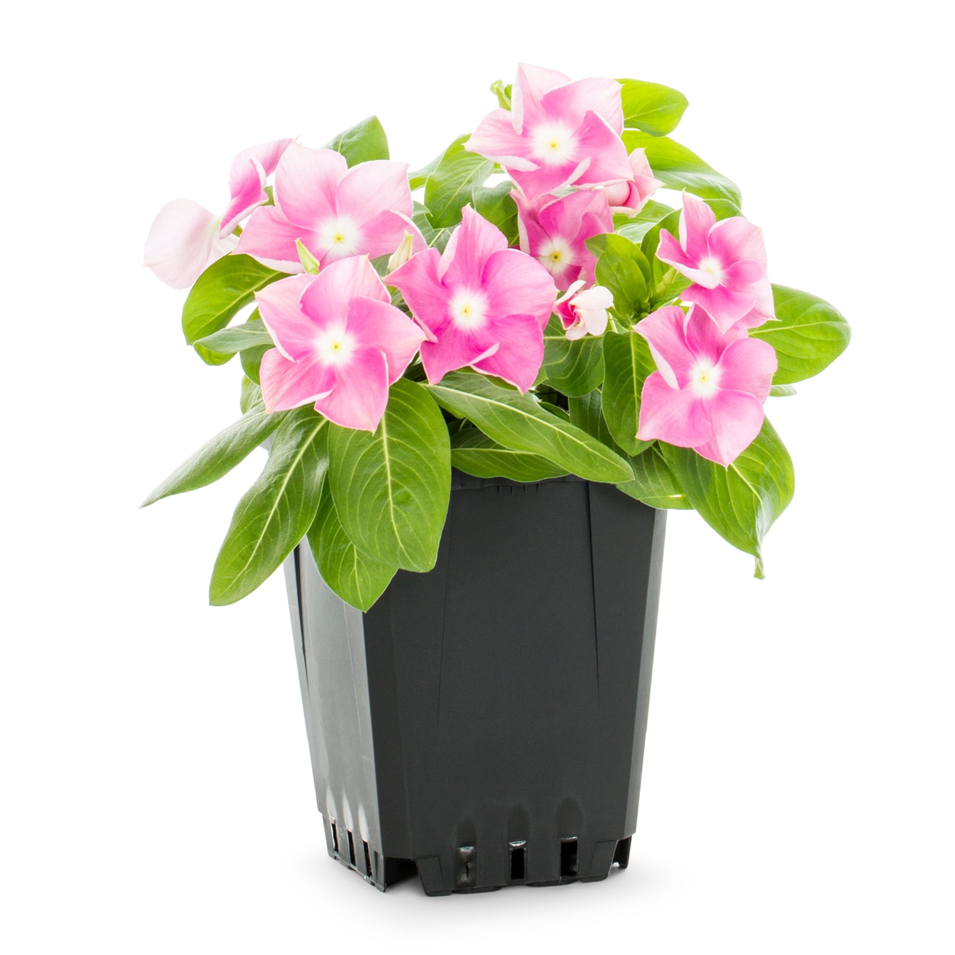 slide 1 of 5, Lowe's Multicolor Vinca in 1.00 Pint Pot 1 -Pack, 1 ct