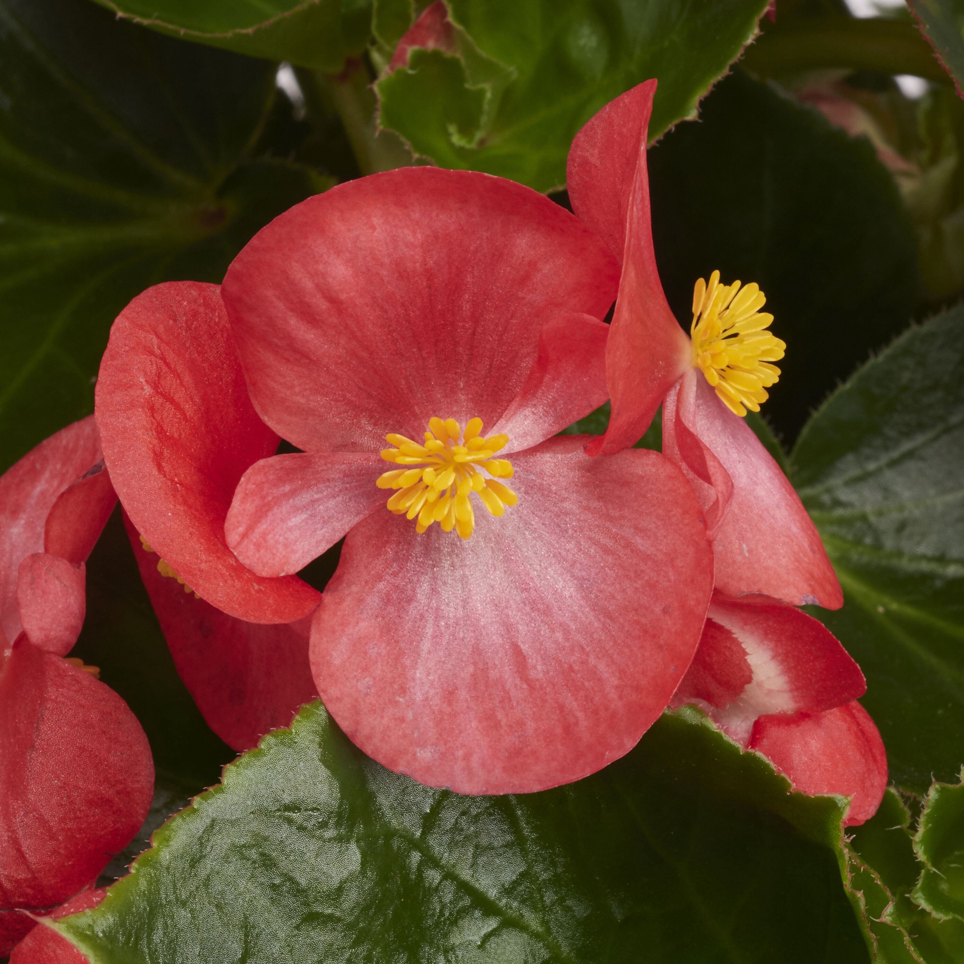 slide 2 of 4, Lowe's Multicolor Begonia in 2 Quart(s) Planter 1 -Pack, 1 ct